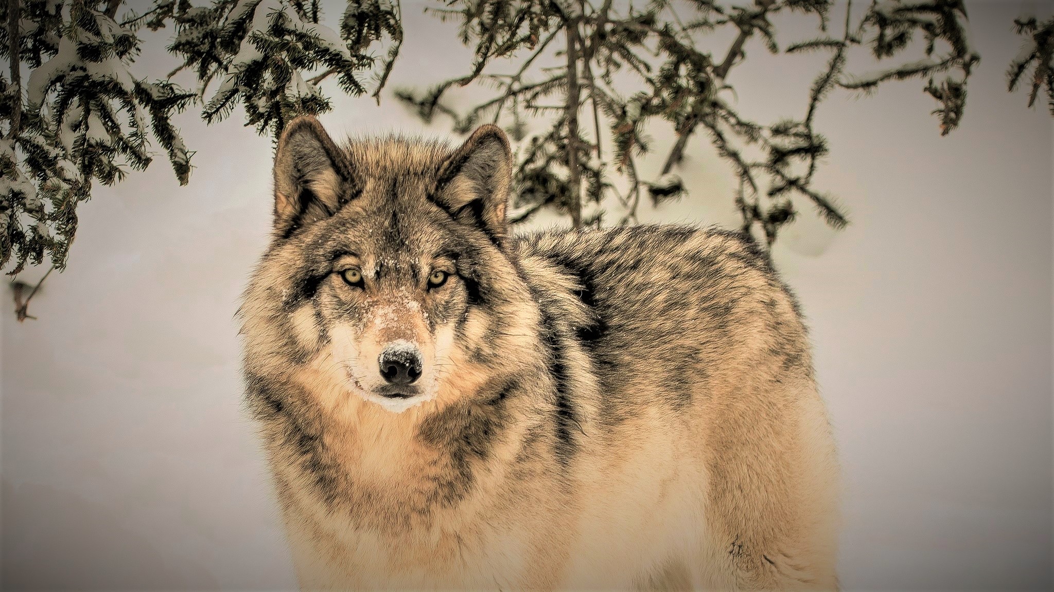 Descarga gratuita de fondo de pantalla para móvil de Animales, Invierno, Nieve, Lobo.