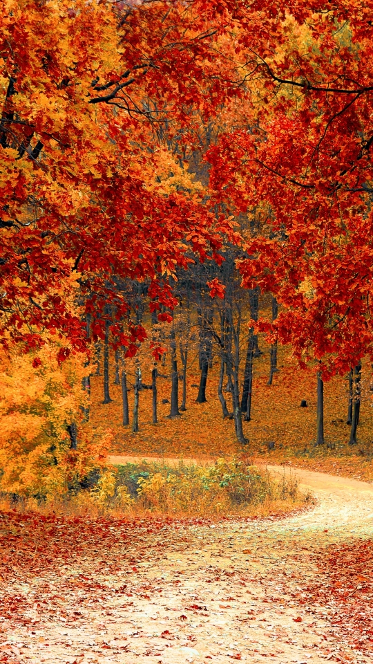 Скачать картинку Осень, Лес, Дерево, Дорожка, Падать, Сделано Человеком в телефон бесплатно.