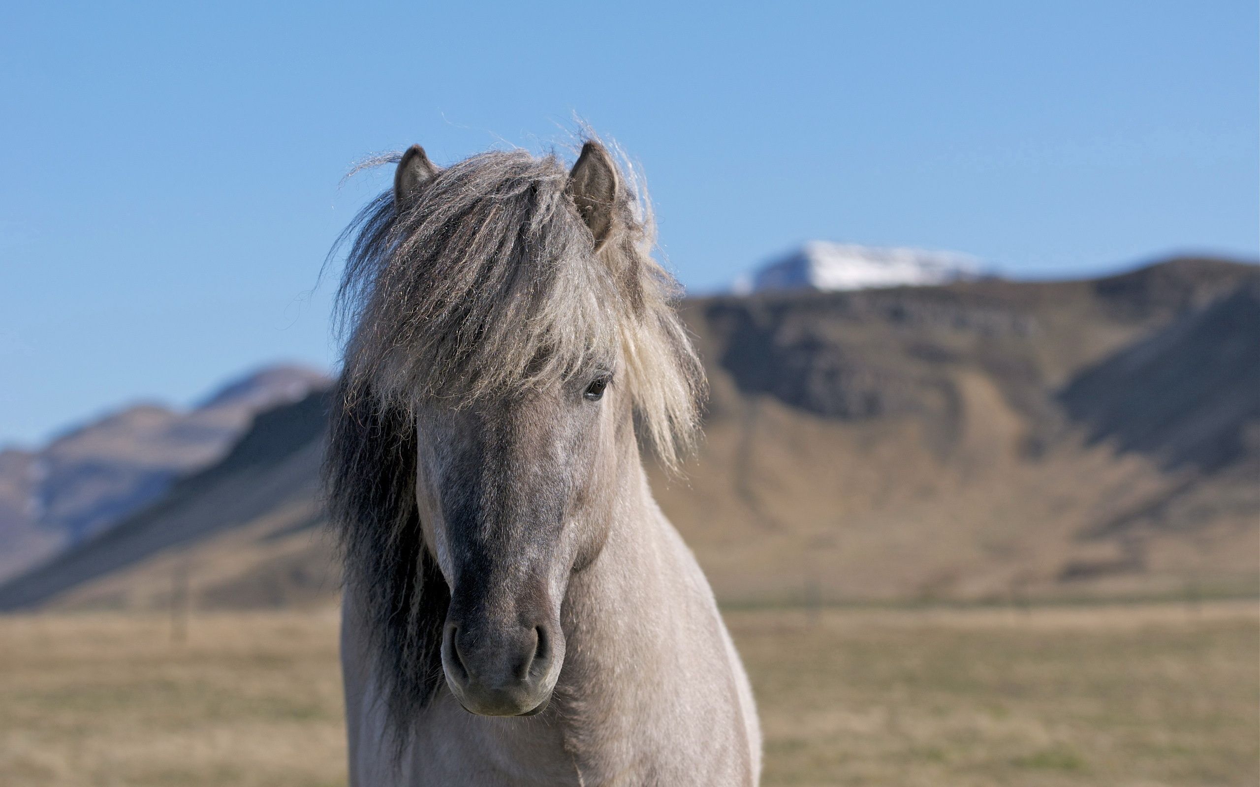 60809 descargar fondo de pantalla animales, montañas, melena, cabeza, caballo: protectores de pantalla e imágenes gratis