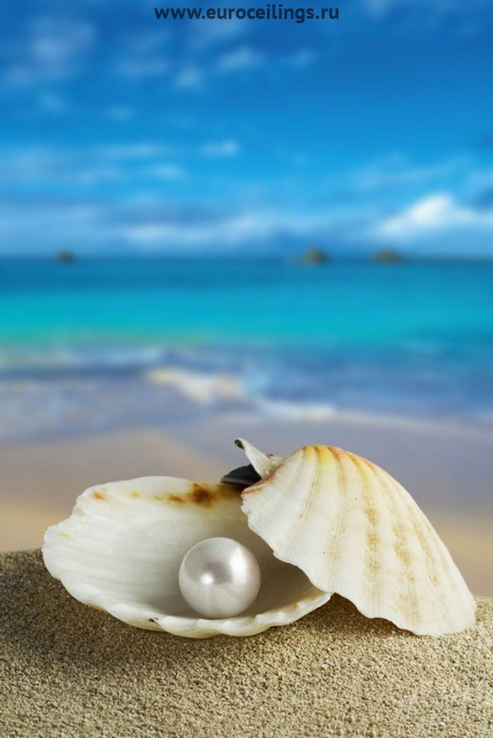 background, pearls, shells, sea Smartphone Background