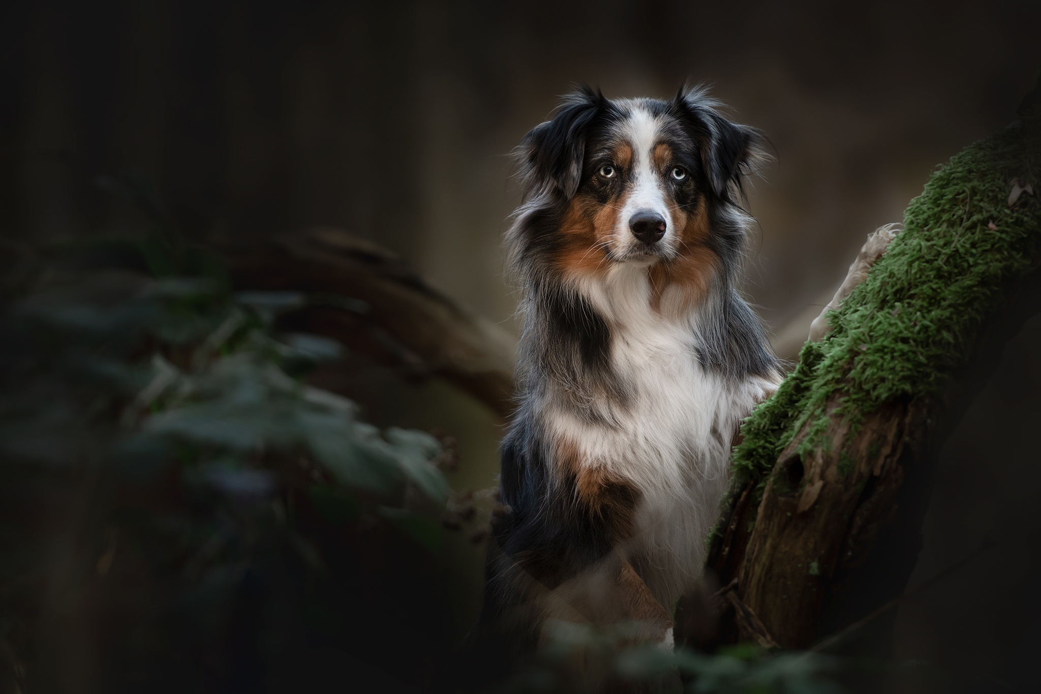 Free download wallpaper Dogs, Dog, Animal, Australian Shepherd on your PC desktop