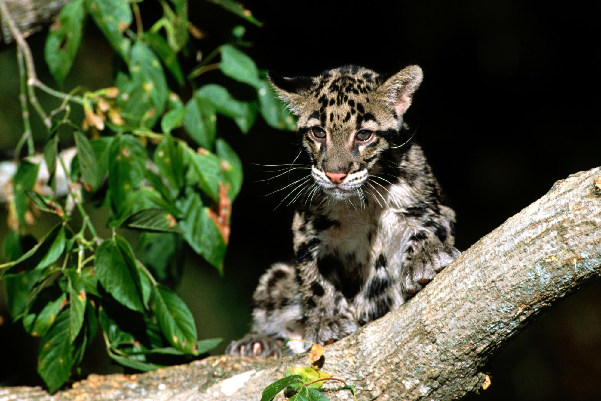 253068 baixar papel de parede animais, leopardo nebuloso, gatos - protetores de tela e imagens gratuitamente