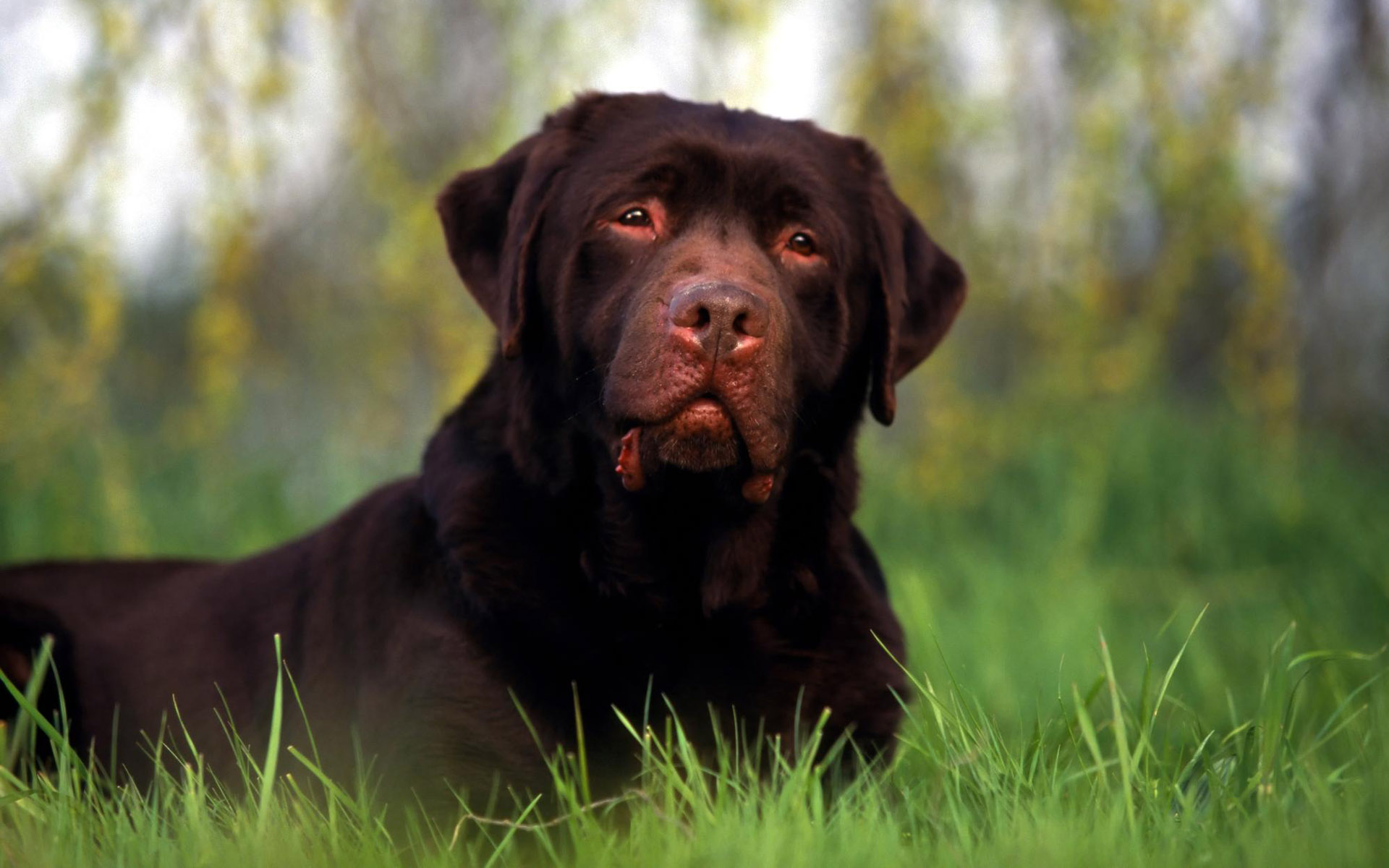 Handy-Wallpaper Tiere, Hunde, Hund kostenlos herunterladen.