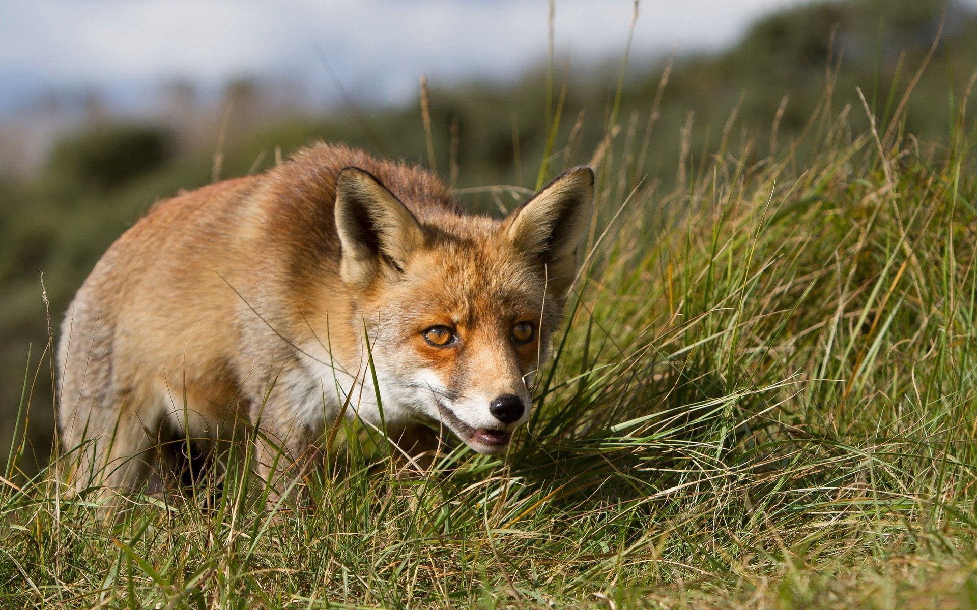 PC Wallpapers animals, grass, fox, muzzle, sight, opinion, hunting, hunt