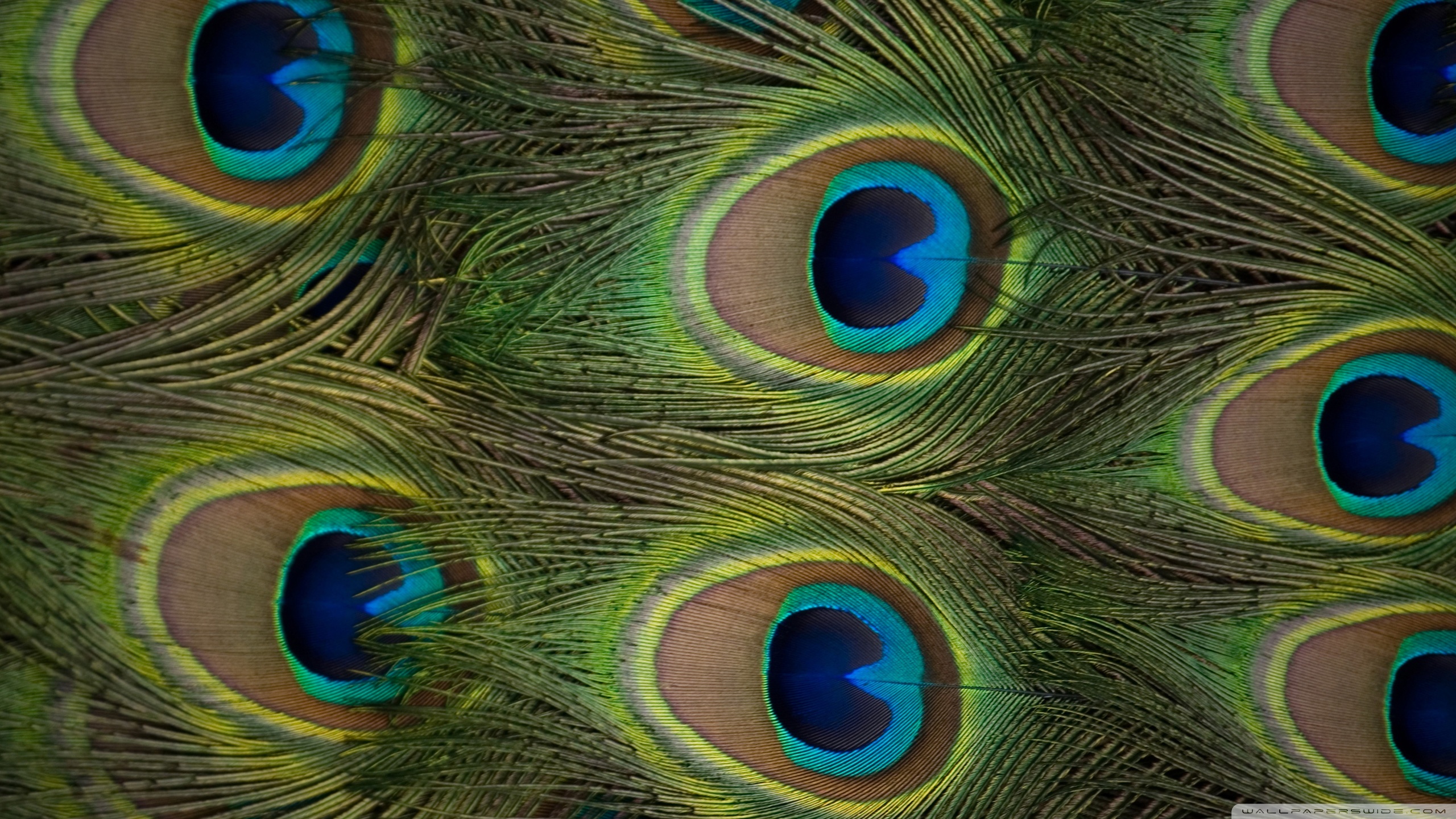 Téléchargez gratuitement l'image Animaux, Oiseau, Paon, Des Oiseaux sur le bureau de votre PC