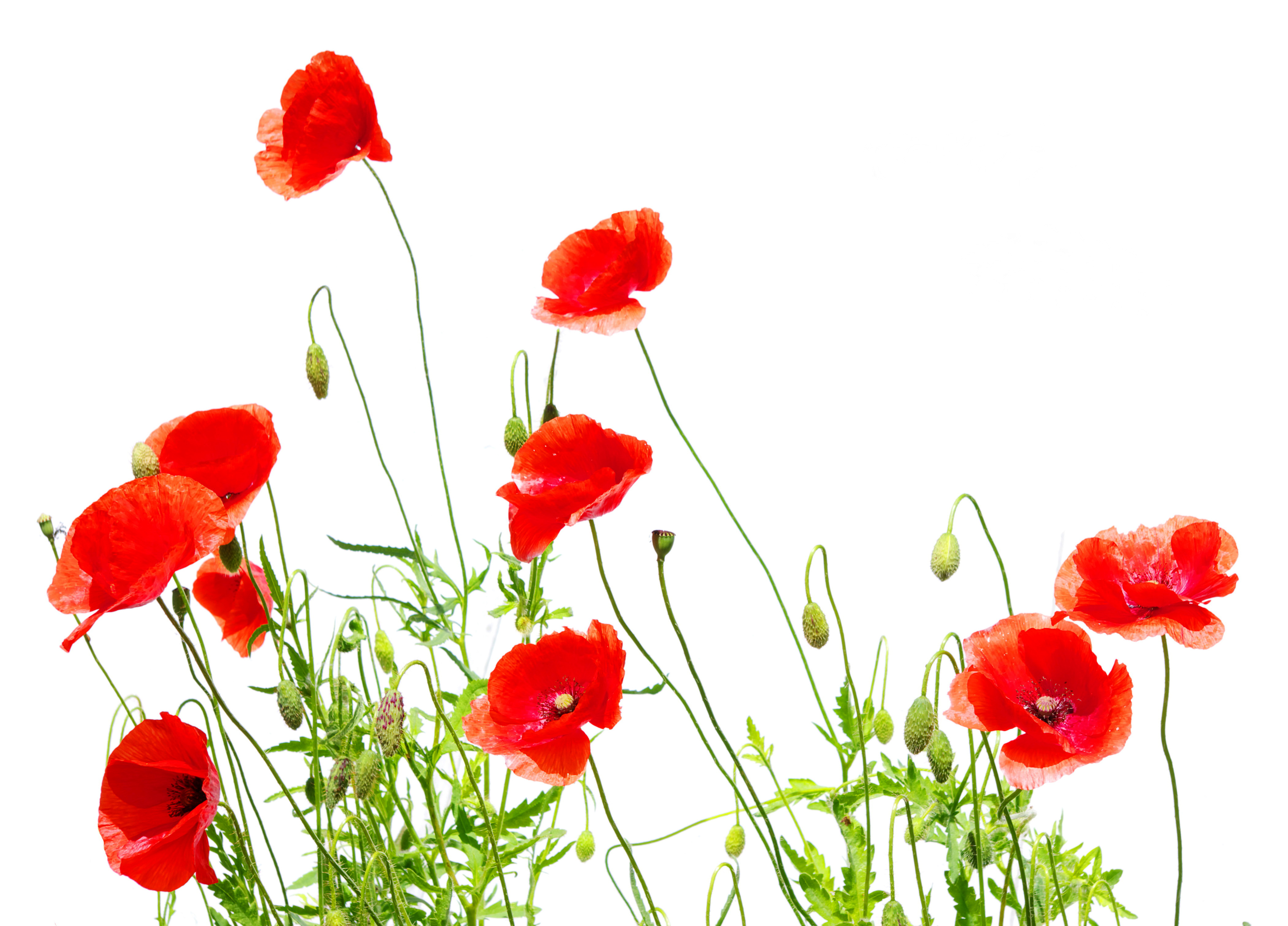 Téléchargez gratuitement l'image Fleurs, Fleur, Coquelicot, Fleur Rouge, Terre/nature sur le bureau de votre PC