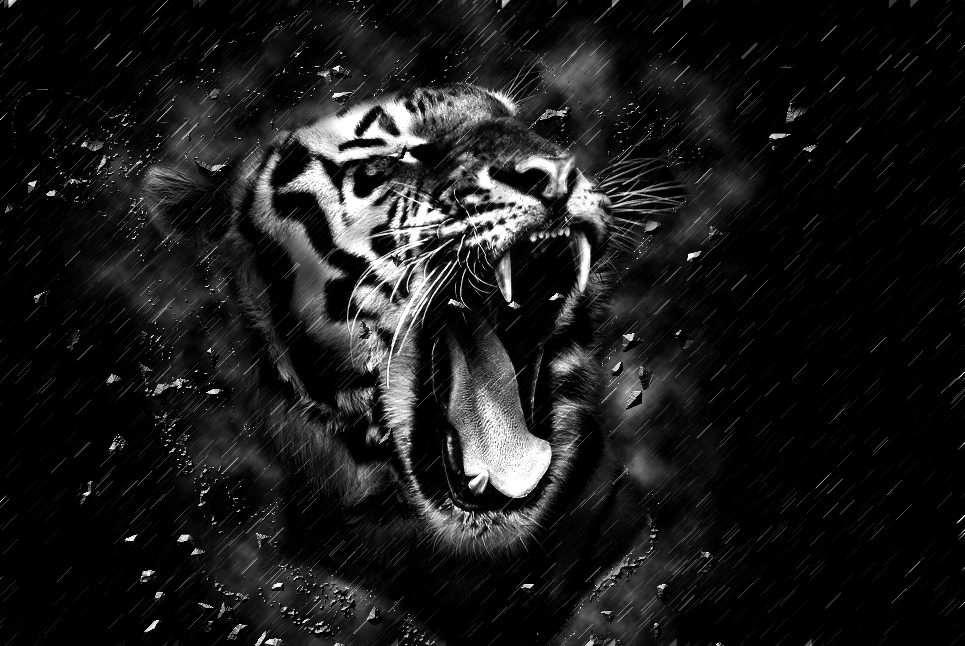 Free download wallpaper Grin, Bw, Fangs, Animals, Tiger, Predator, Chb on your PC desktop