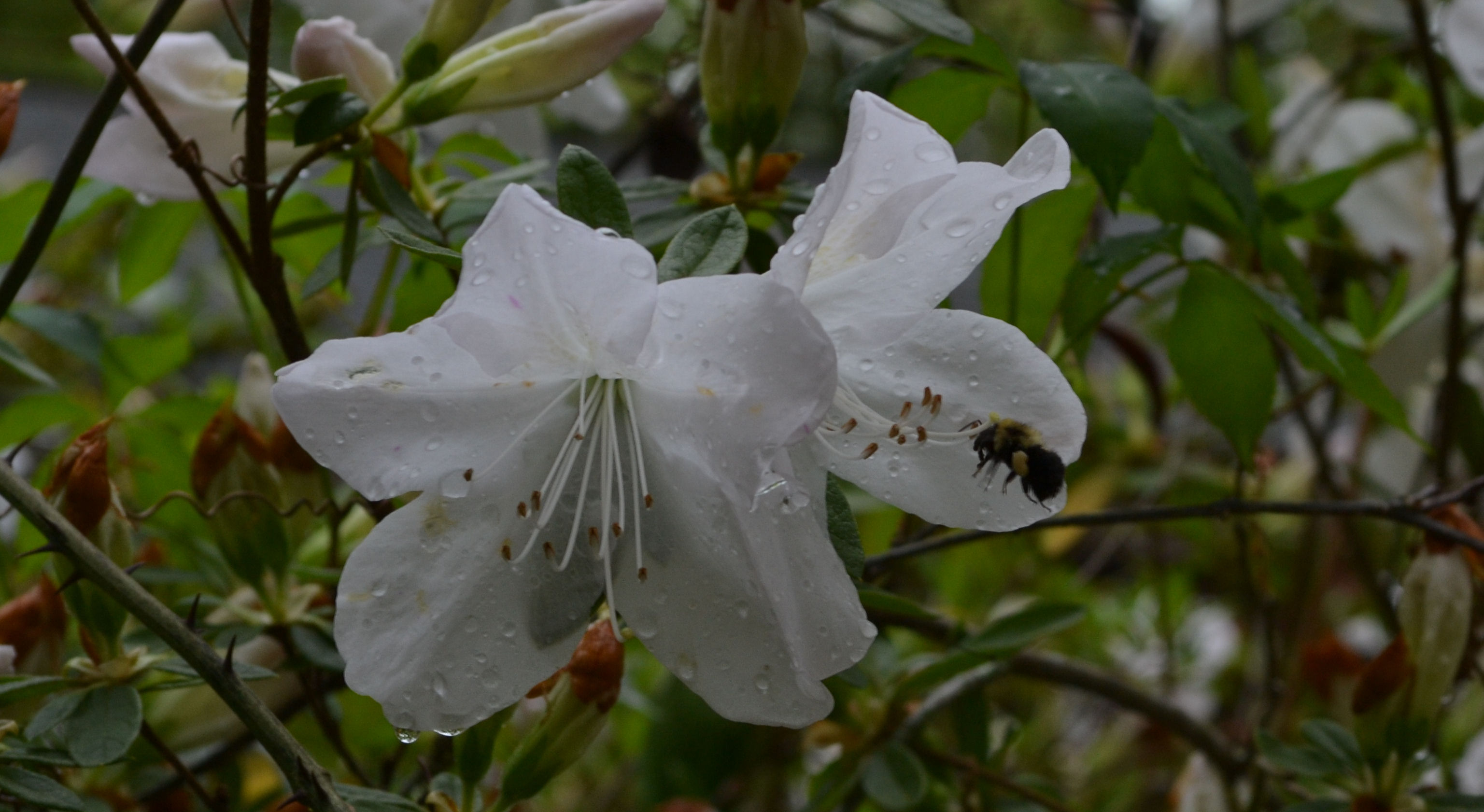 Baixe gratuitamente a imagem Flores, Flor, Terra/natureza na área de trabalho do seu PC