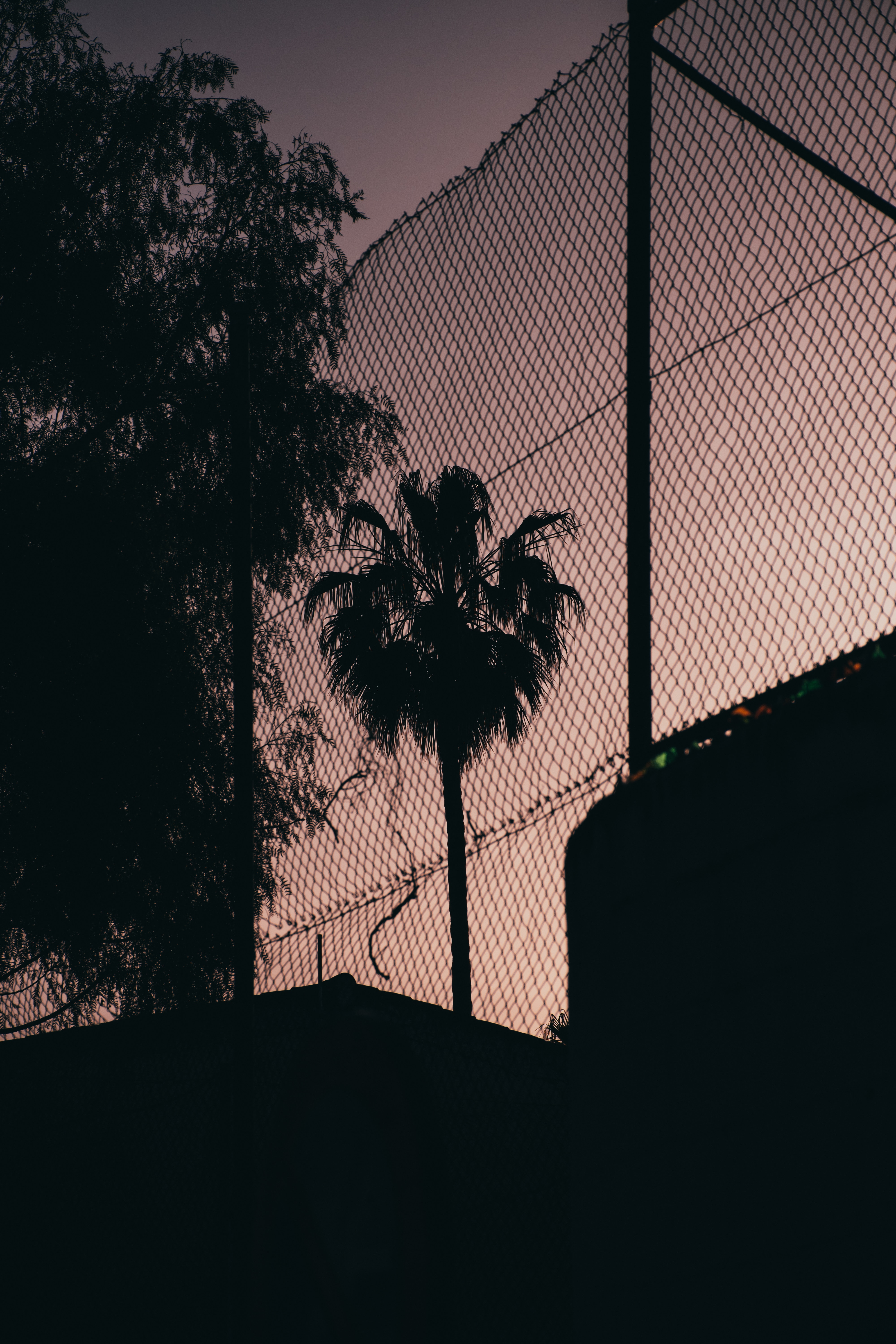 palm, dark, night, grid, fence, darkness wallpaper for mobile