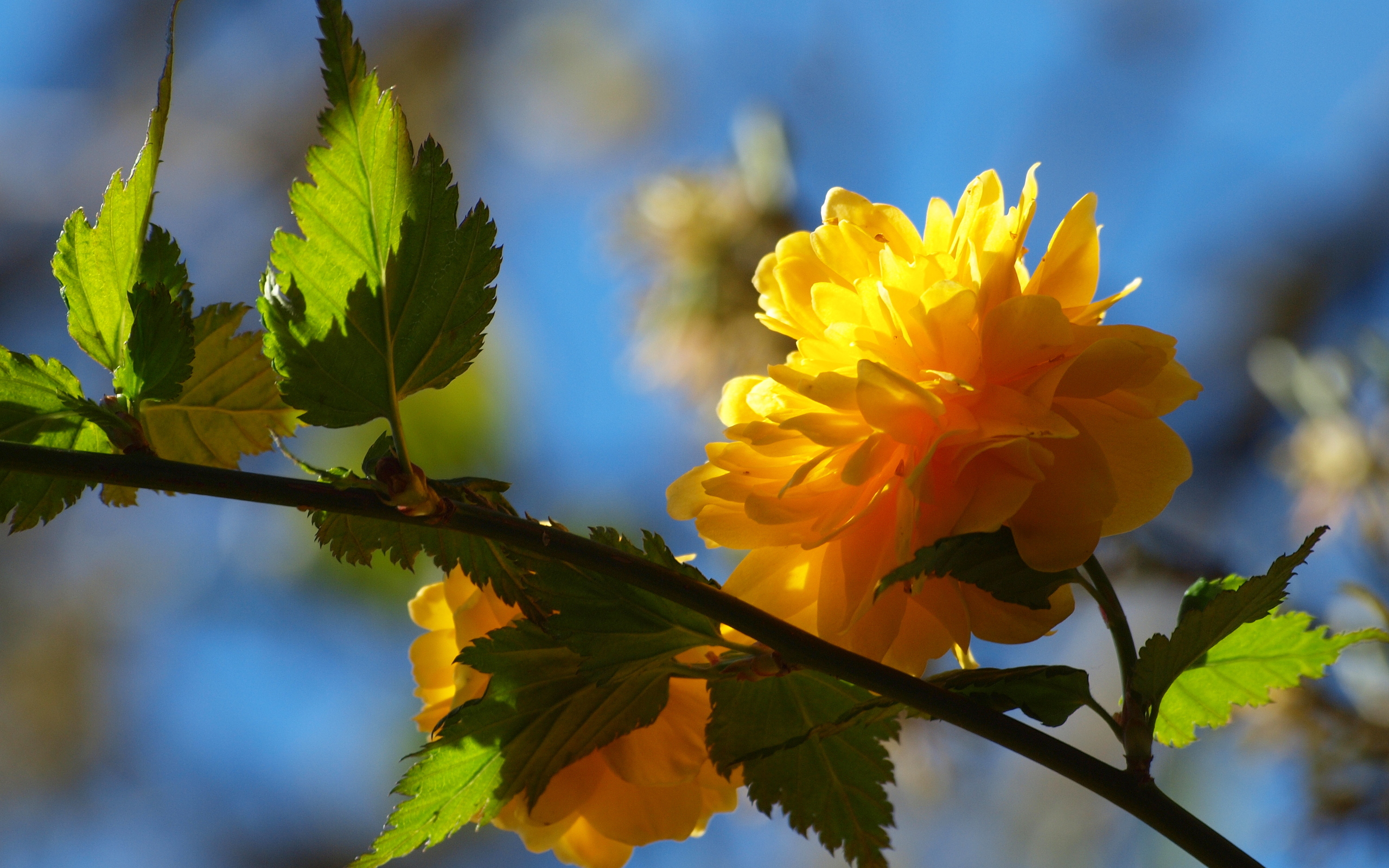 Free download wallpaper Earth, Blossom on your PC desktop