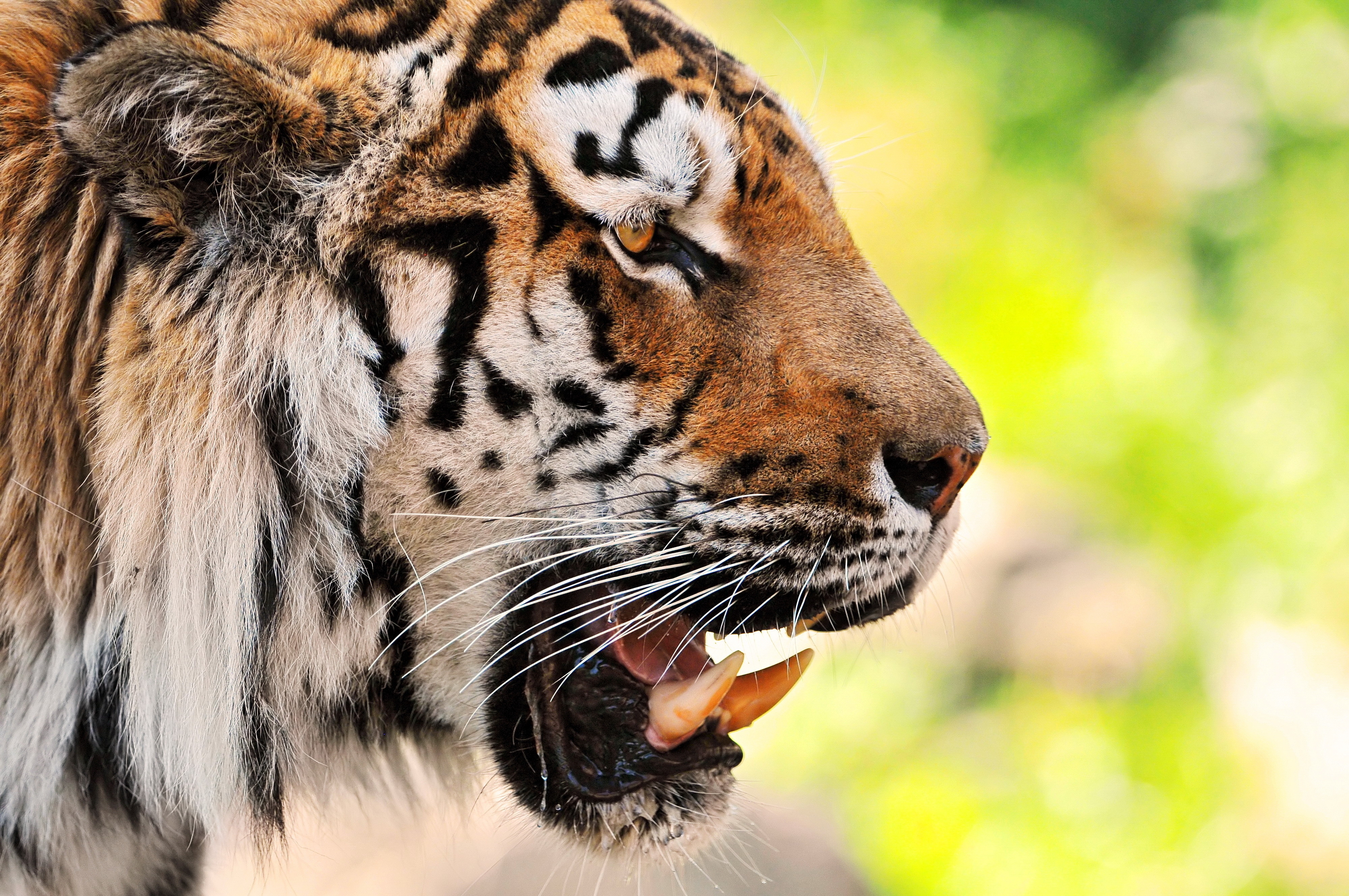 Descarga gratuita de fondo de pantalla para móvil de Bozal, Animales, Depredador, Tigre, Sonrisa.