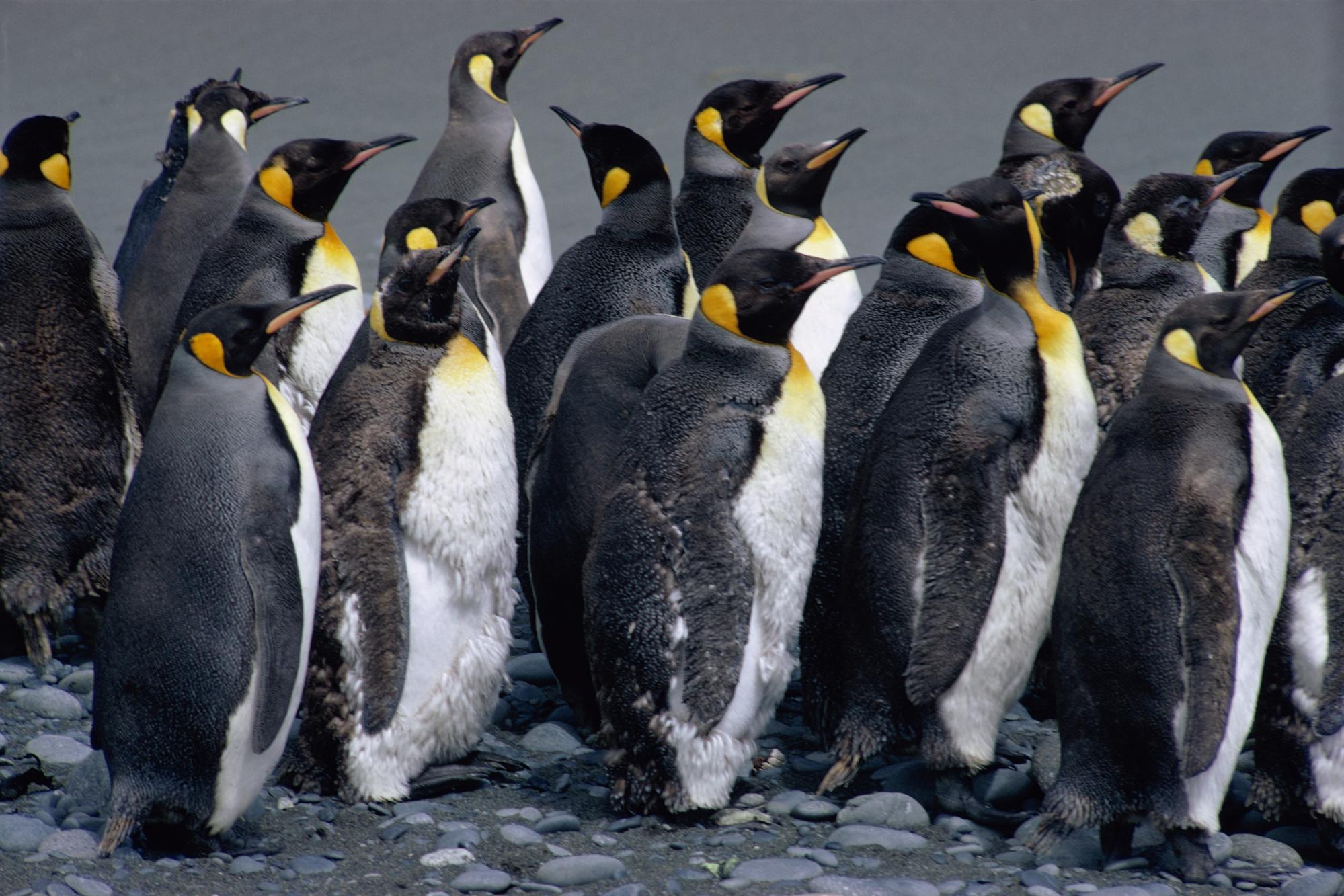 Baixe gratuitamente a imagem Animais, Aves, Pinguim na área de trabalho do seu PC