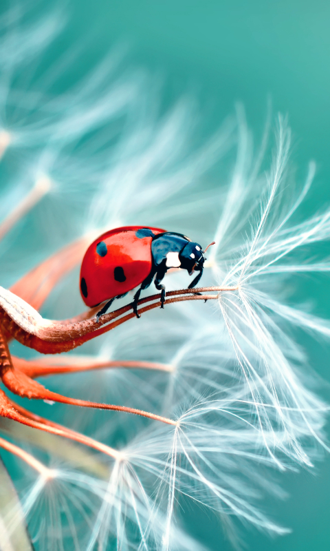 Download mobile wallpaper Macro, Insect, Animal, Ladybug, Dandelion for free.