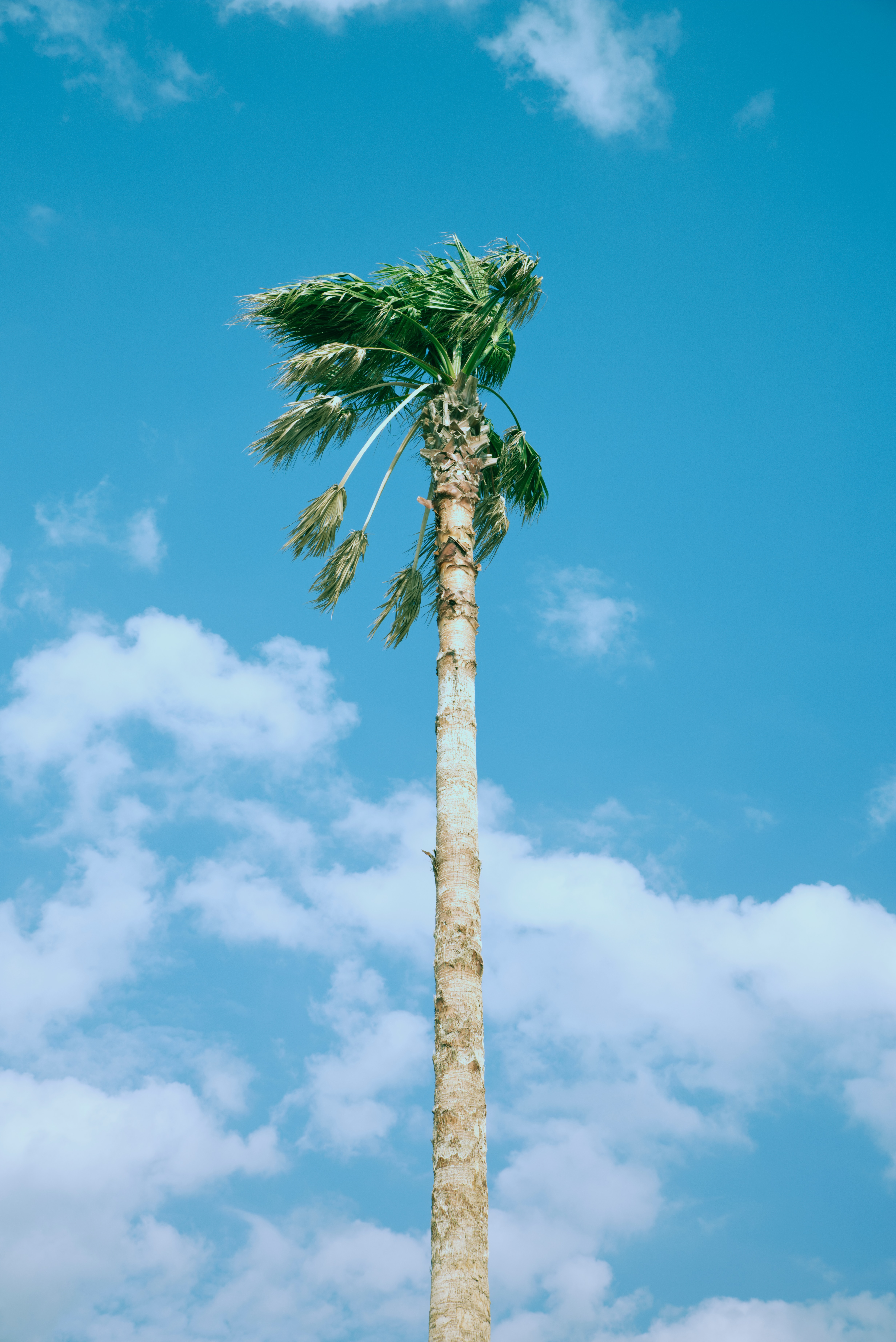 Download mobile wallpaper Wood, Clouds, Tree, Palm, Nature, Sky for free.