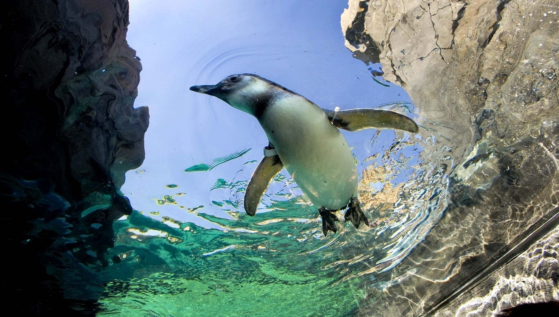 137083 descargar fondo de pantalla animales, agua, stones, nadar, pingüino: protectores de pantalla e imágenes gratis