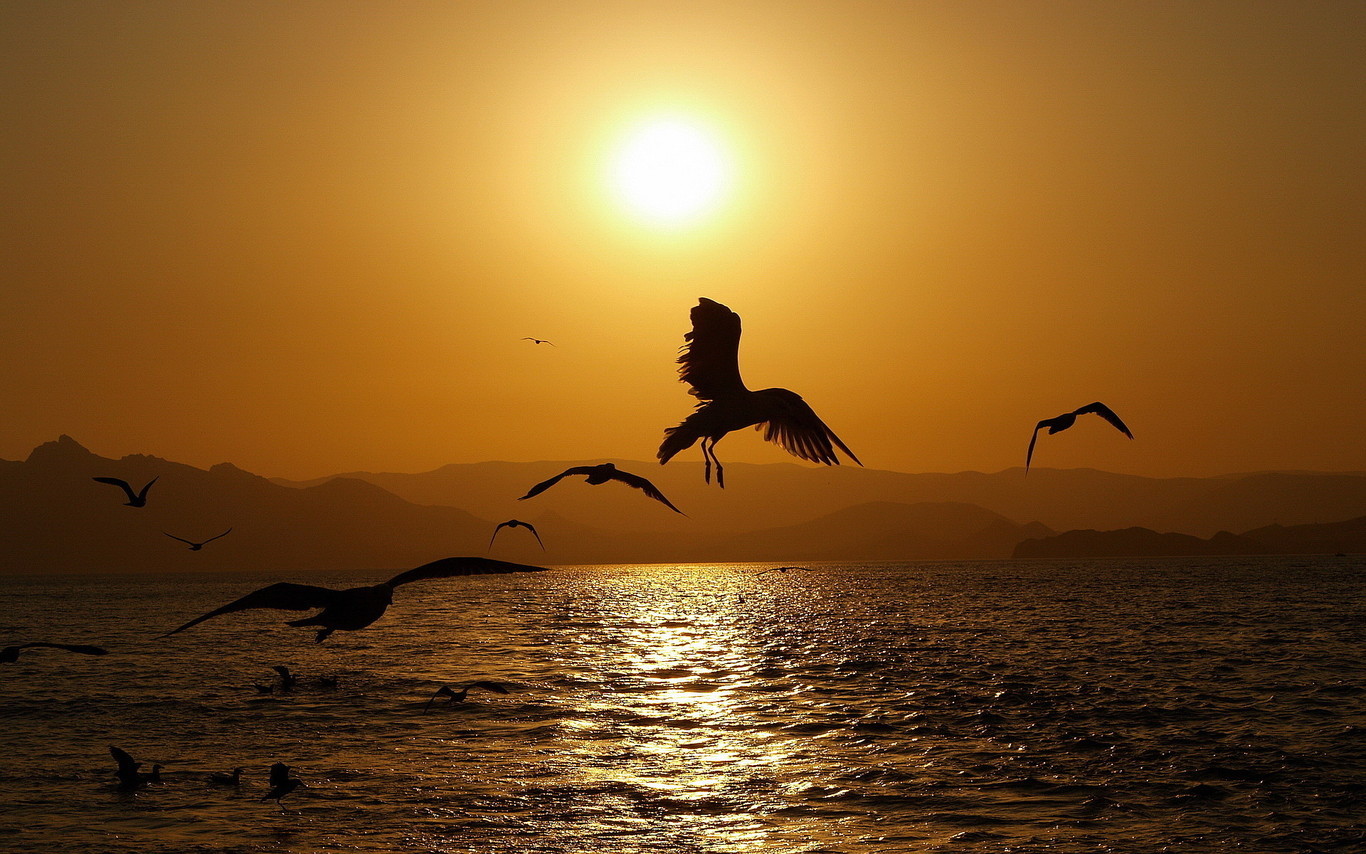 Download mobile wallpaper Sea, Landscape, Animals, Sunset, Birds for free.