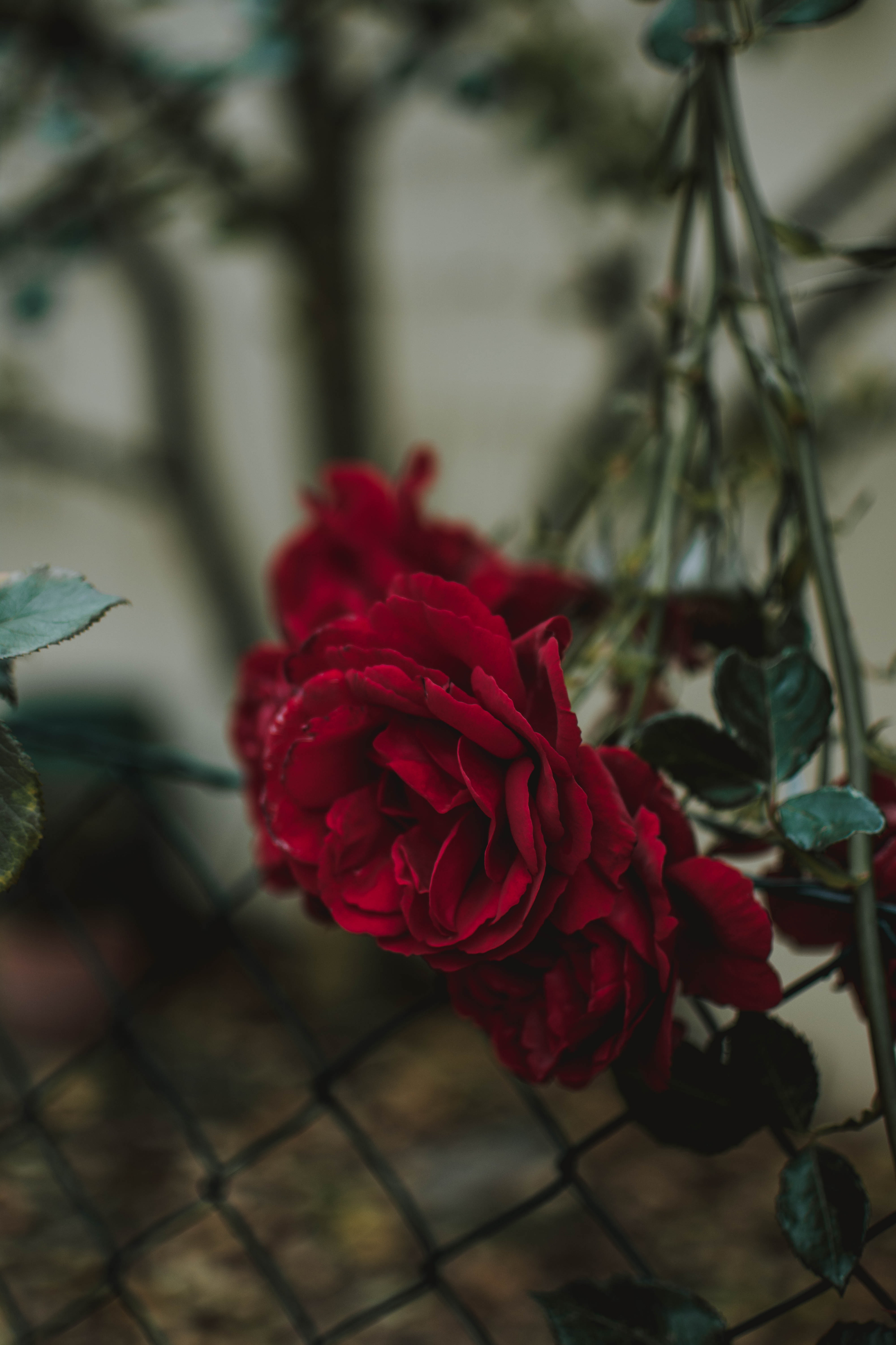 Laden Sie das Rose, Knospe, Bud, Unschärfe, Glatt, Zaun, Blumen-Bild kostenlos auf Ihren PC-Desktop herunter