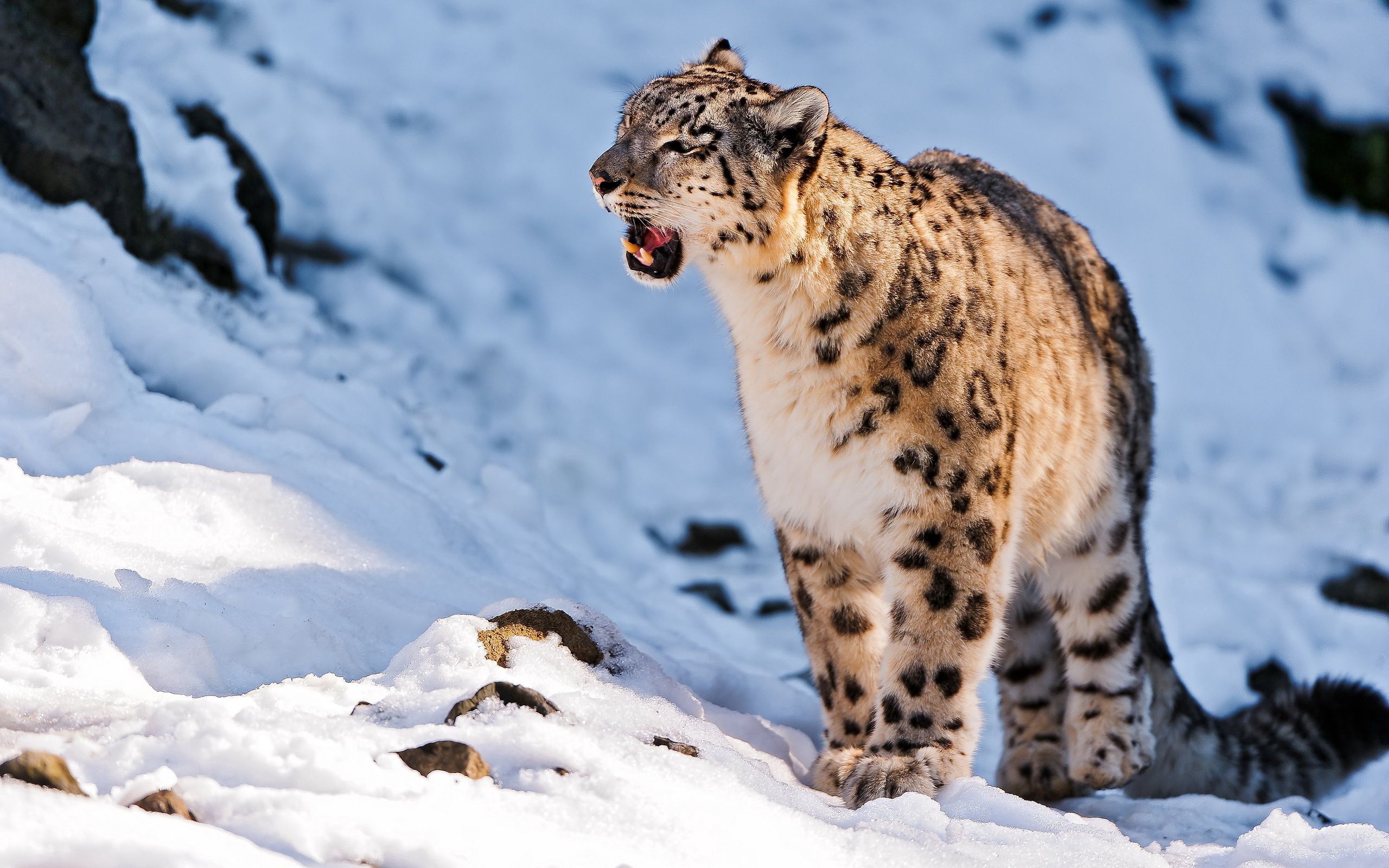 animals, snow leopard, stroll, snow, grin, predator