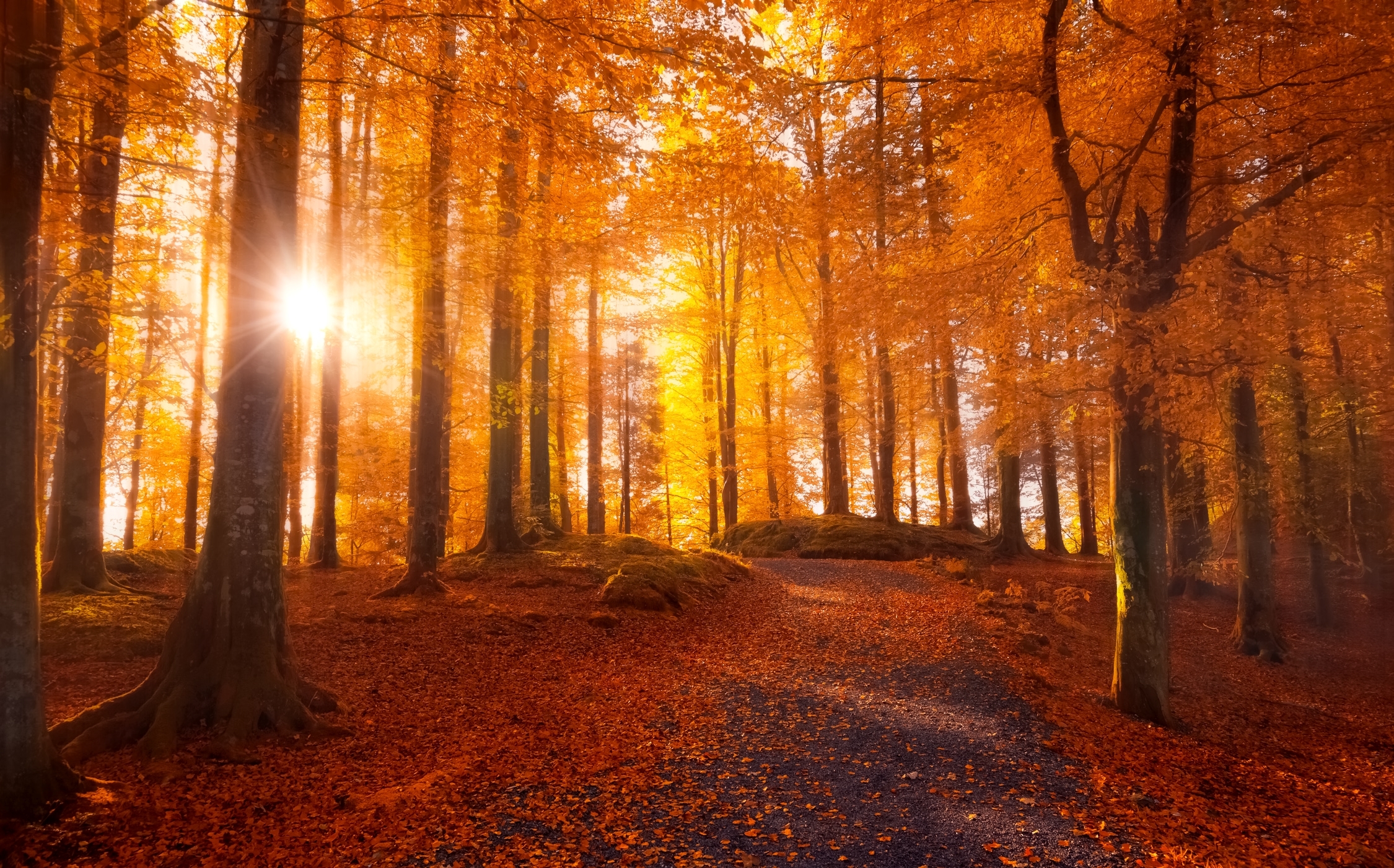 Download mobile wallpaper Sunset, Sun, Forest, Fall, Earth, Sunbeam for free.