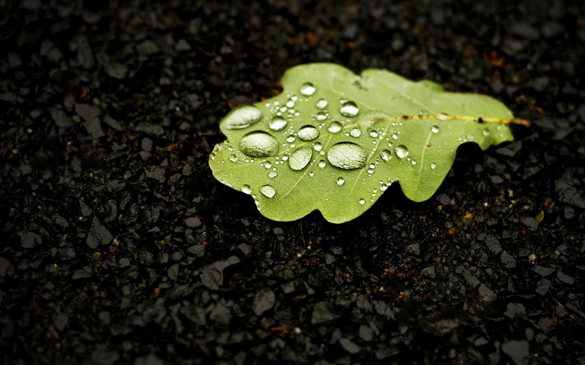 Free download wallpaper Nature, Leaf, Fall, Earth, Water Drop on your PC desktop