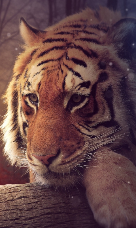 Download mobile wallpaper Tiger, Photography, Manipulation for free.