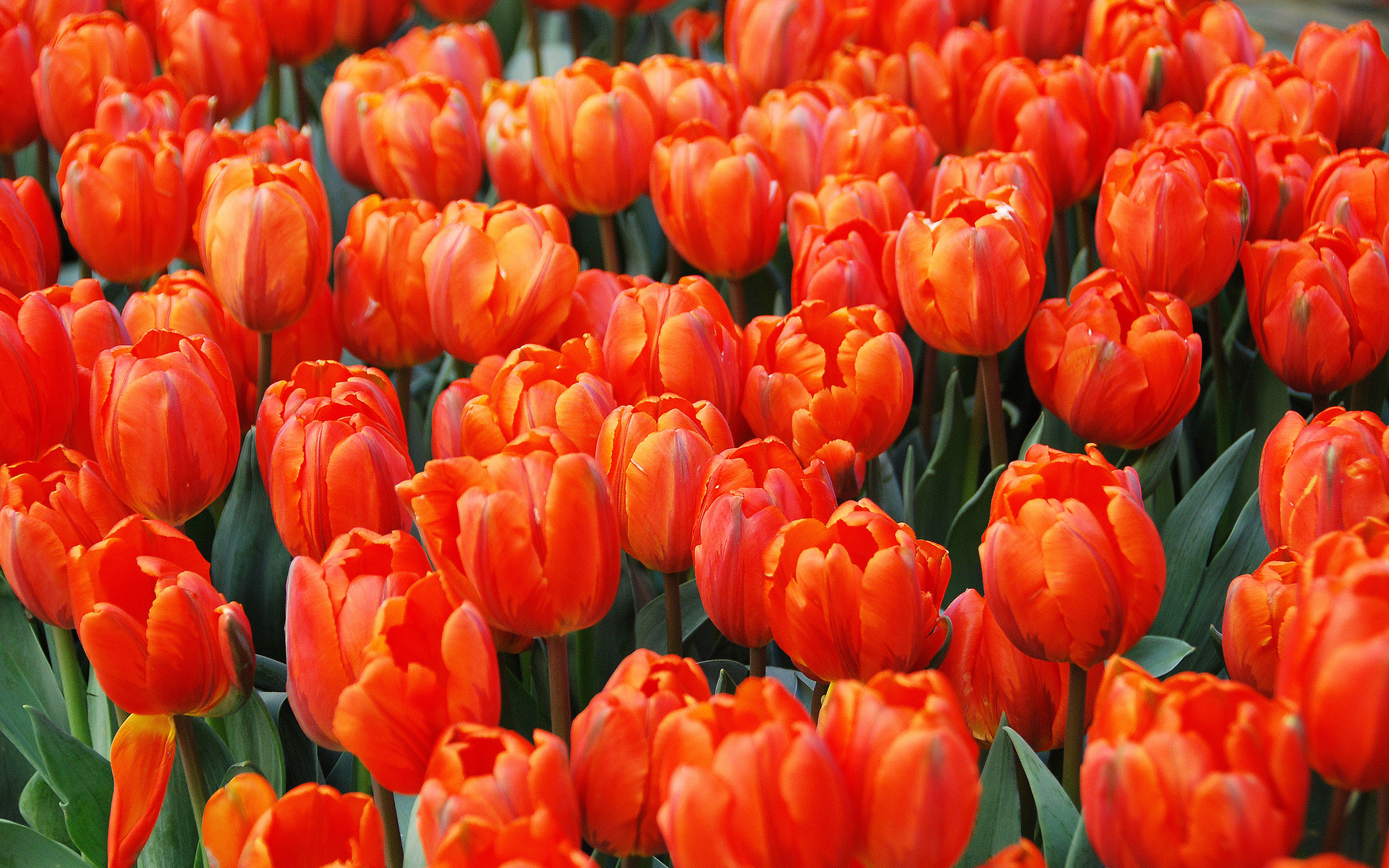 Téléchargez des papiers peints mobile Tulipe, Fleurs, Terre/nature gratuitement.