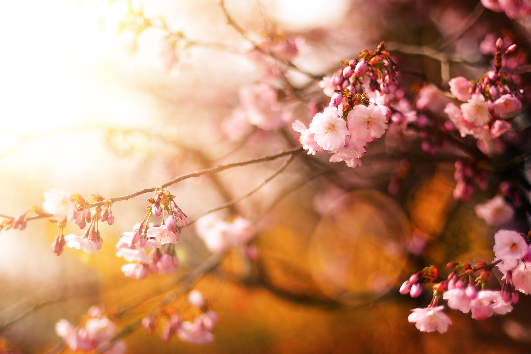 Скачать обои бесплатно Сакура, Япония, Весна, Земля/природа картинка на рабочий стол ПК