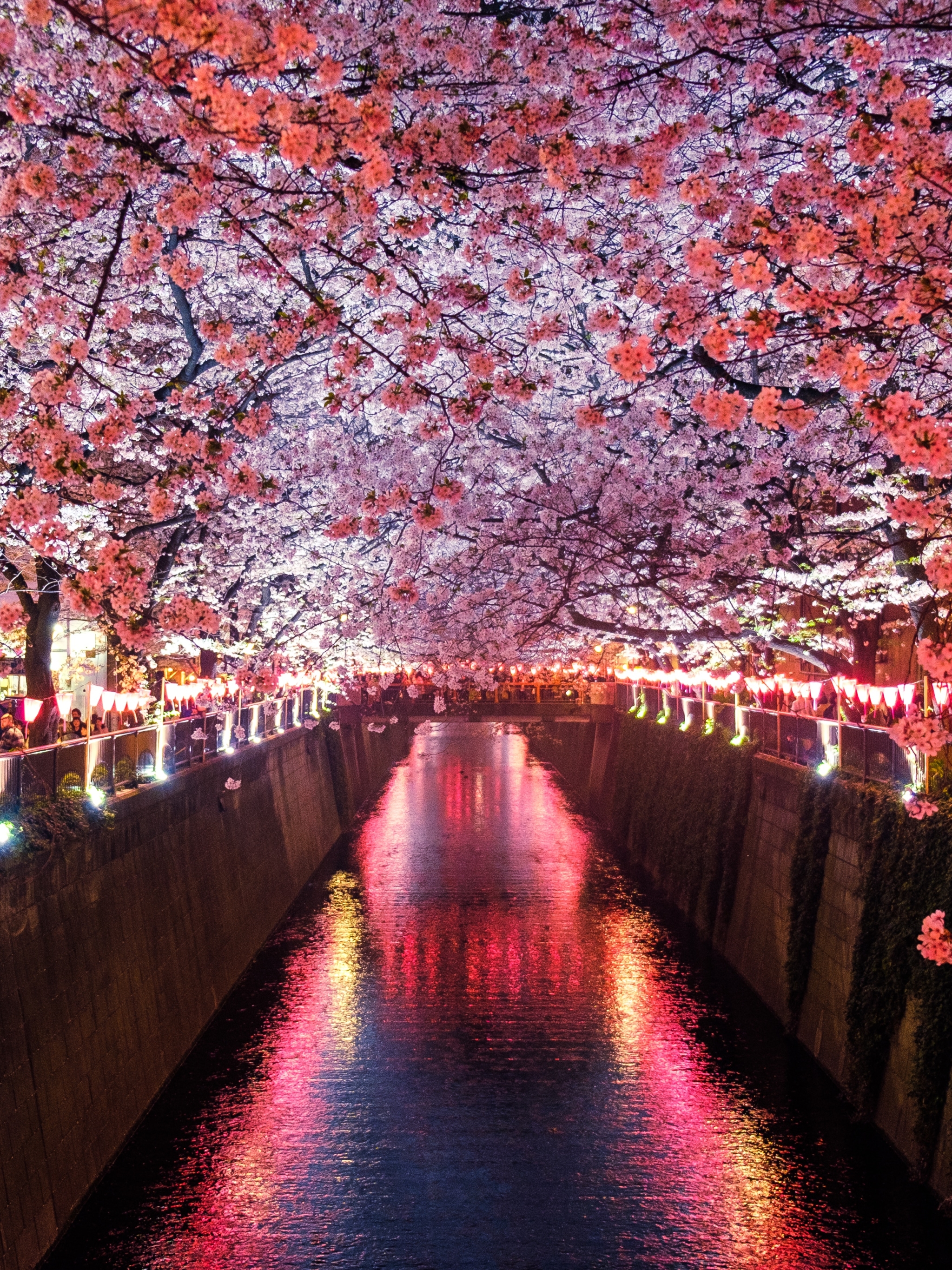 Download mobile wallpaper Sakura, Flower, Spring, Cherry Blossom, Man Made, Canal for free.