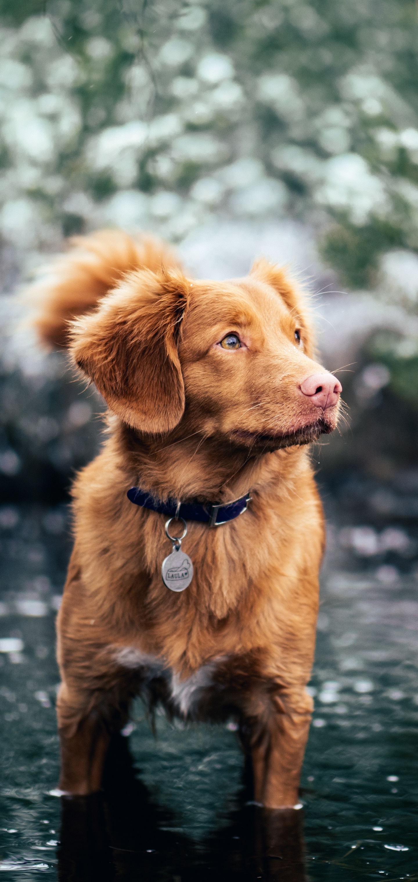 Baixe gratuitamente a imagem Animais, Cães, Cão, Duck Tolling Retriever Da Nova Escócia na área de trabalho do seu PC