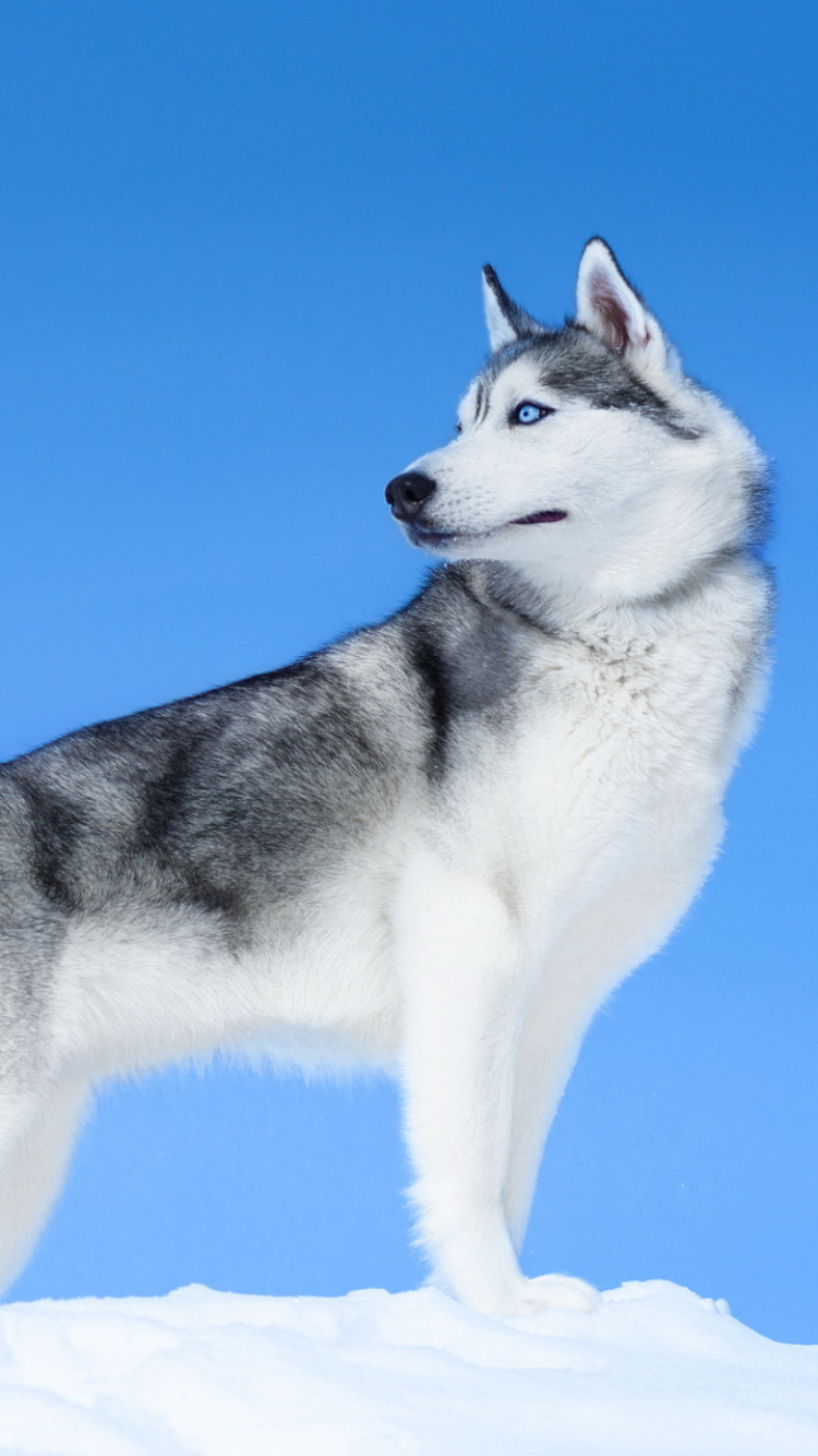 Download mobile wallpaper Dogs, Animal, Husky for free.