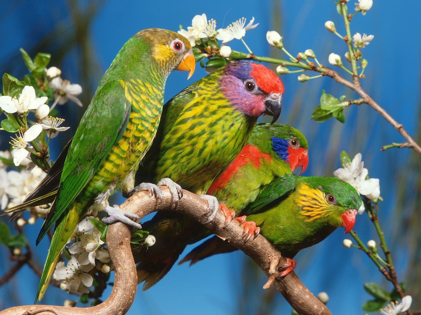 animals, birds, parrots, multicolored, motley, branch