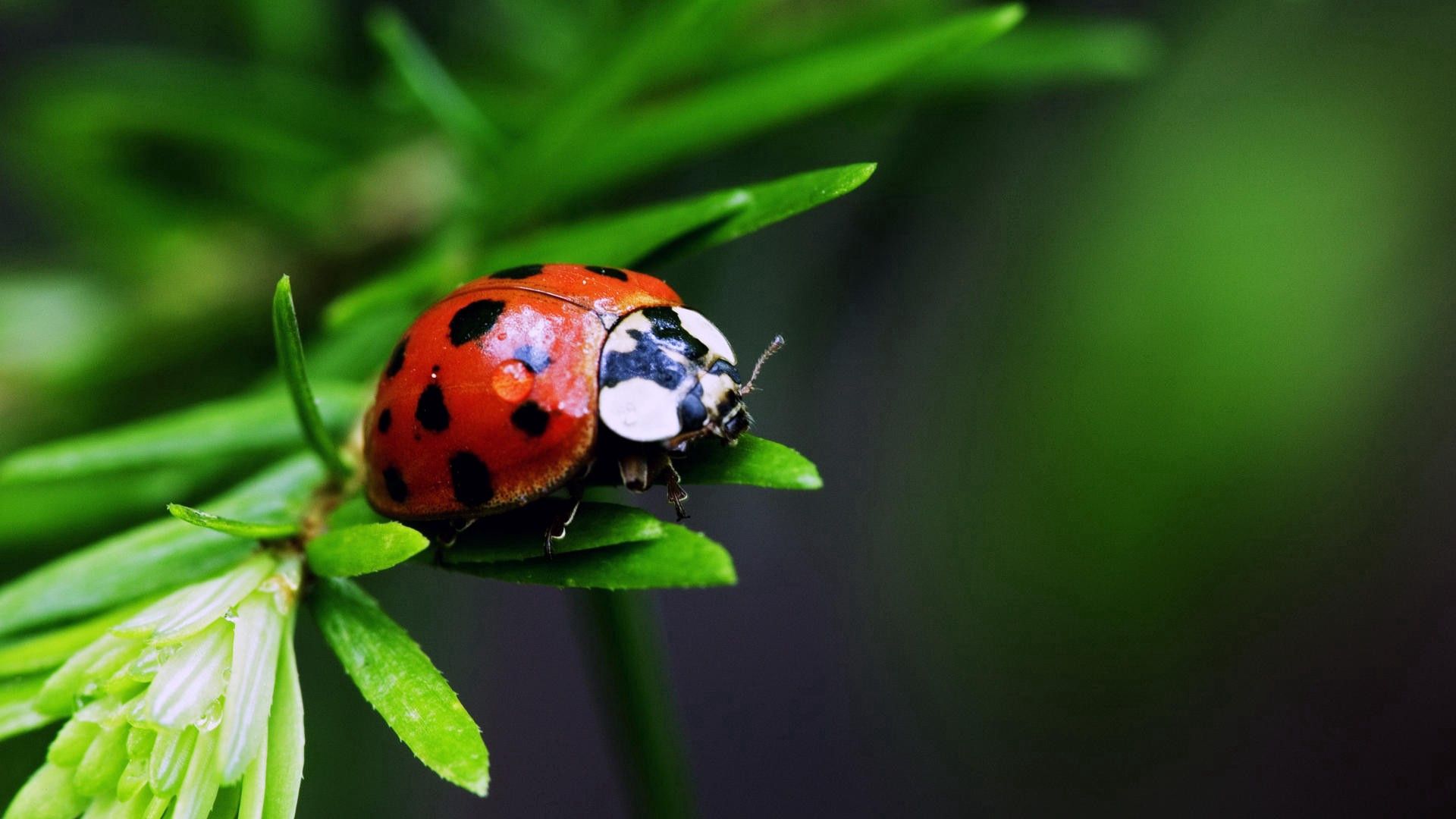 Free download wallpaper Macro, Insect, Ladybug, Ladybird, Plant on your PC desktop