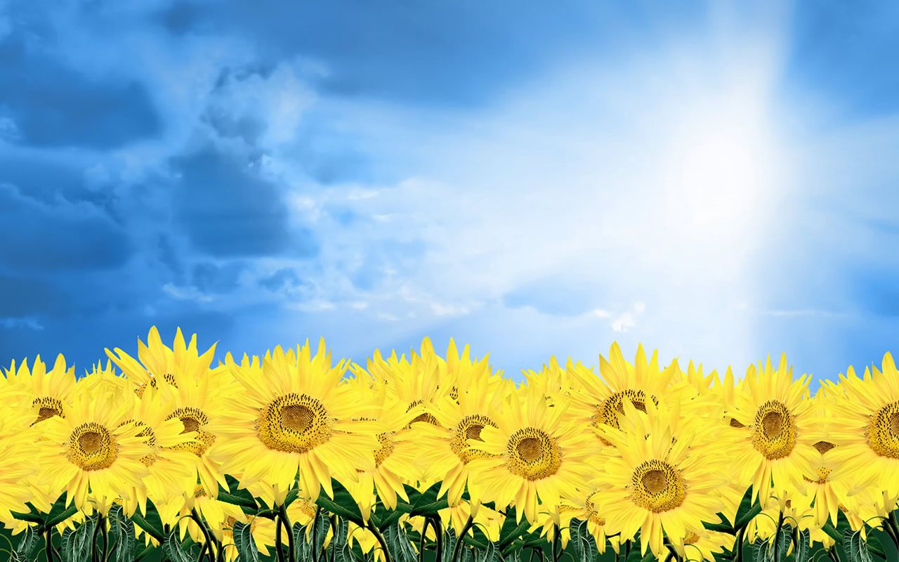 Download mobile wallpaper Flower, Earth, Sunflower for free.