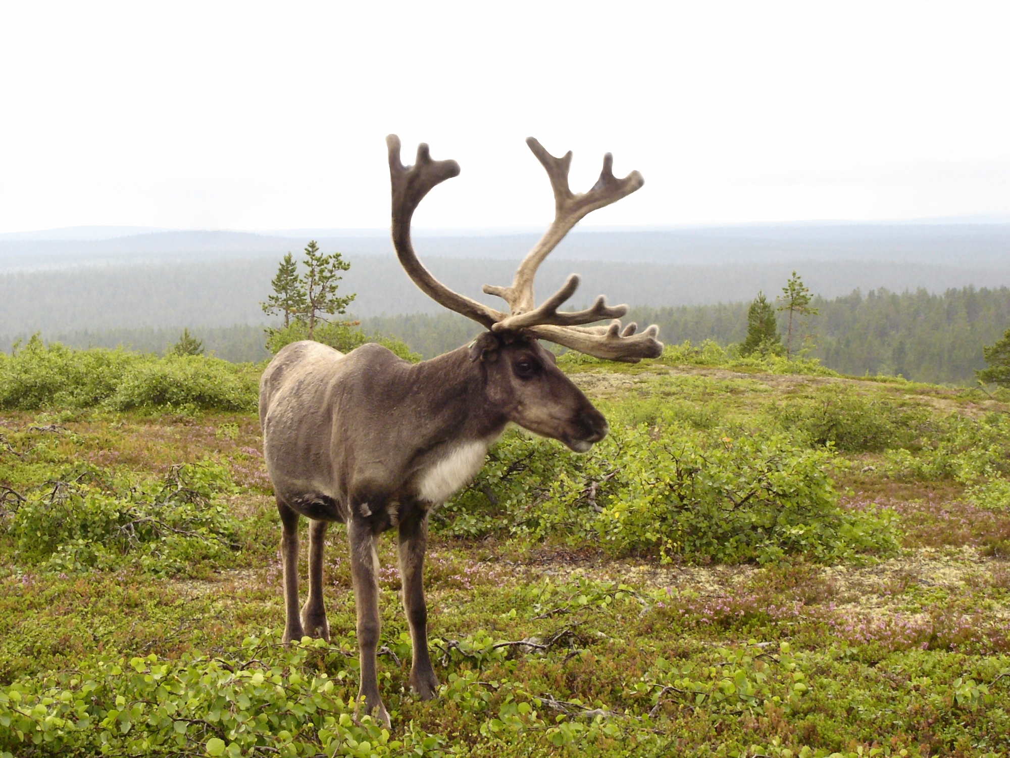 Free download wallpaper Animal, Reindeer on your PC desktop