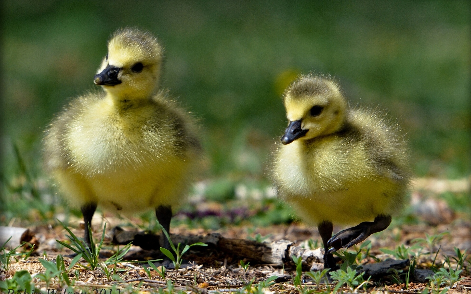 Download mobile wallpaper Birds, Animal, Duck for free.