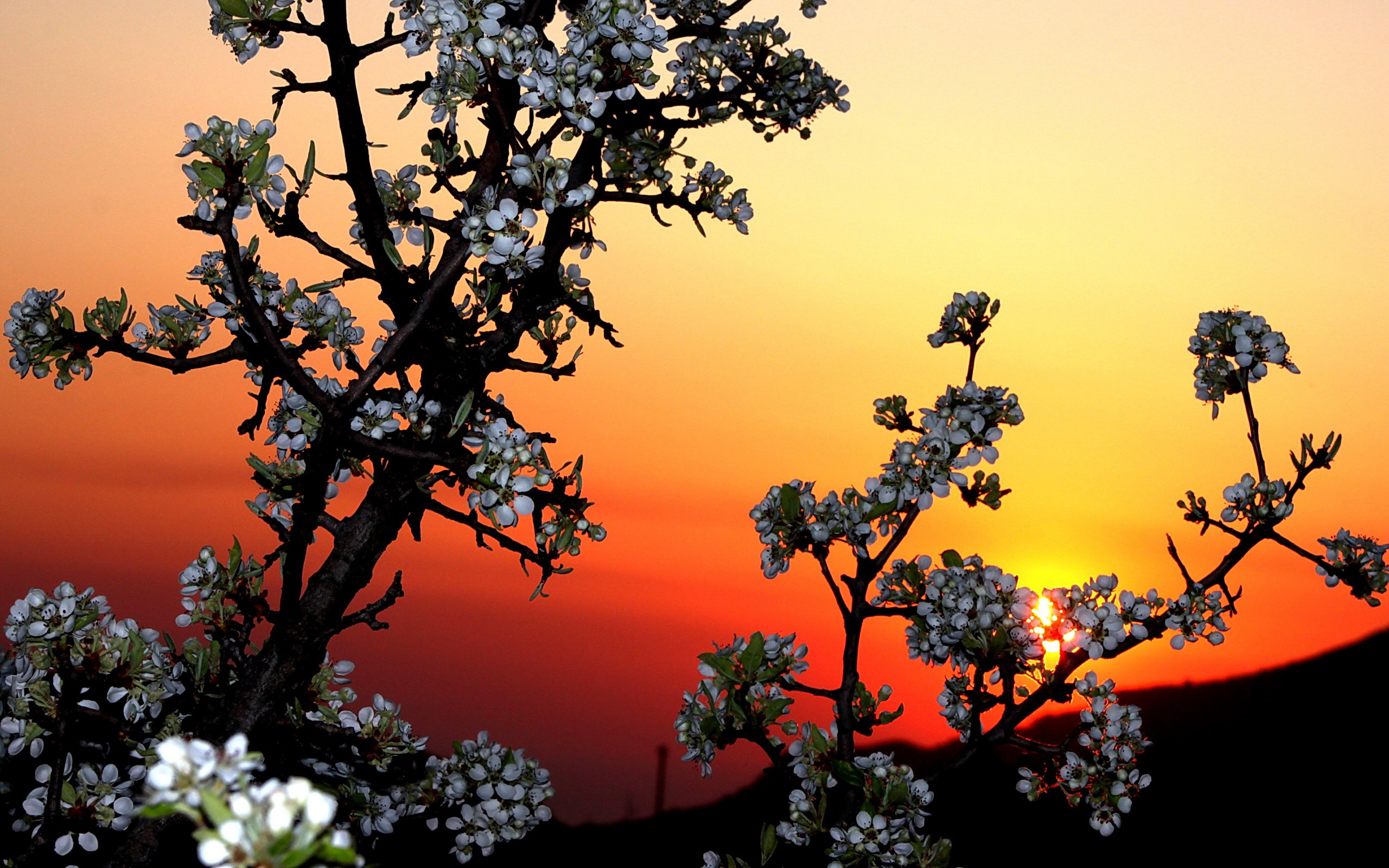 Téléchargez gratuitement l'image Fleurs, Coucher De Soleil, Floraison, Branche, Ciel, Fleur Blanche, Terre/nature sur le bureau de votre PC