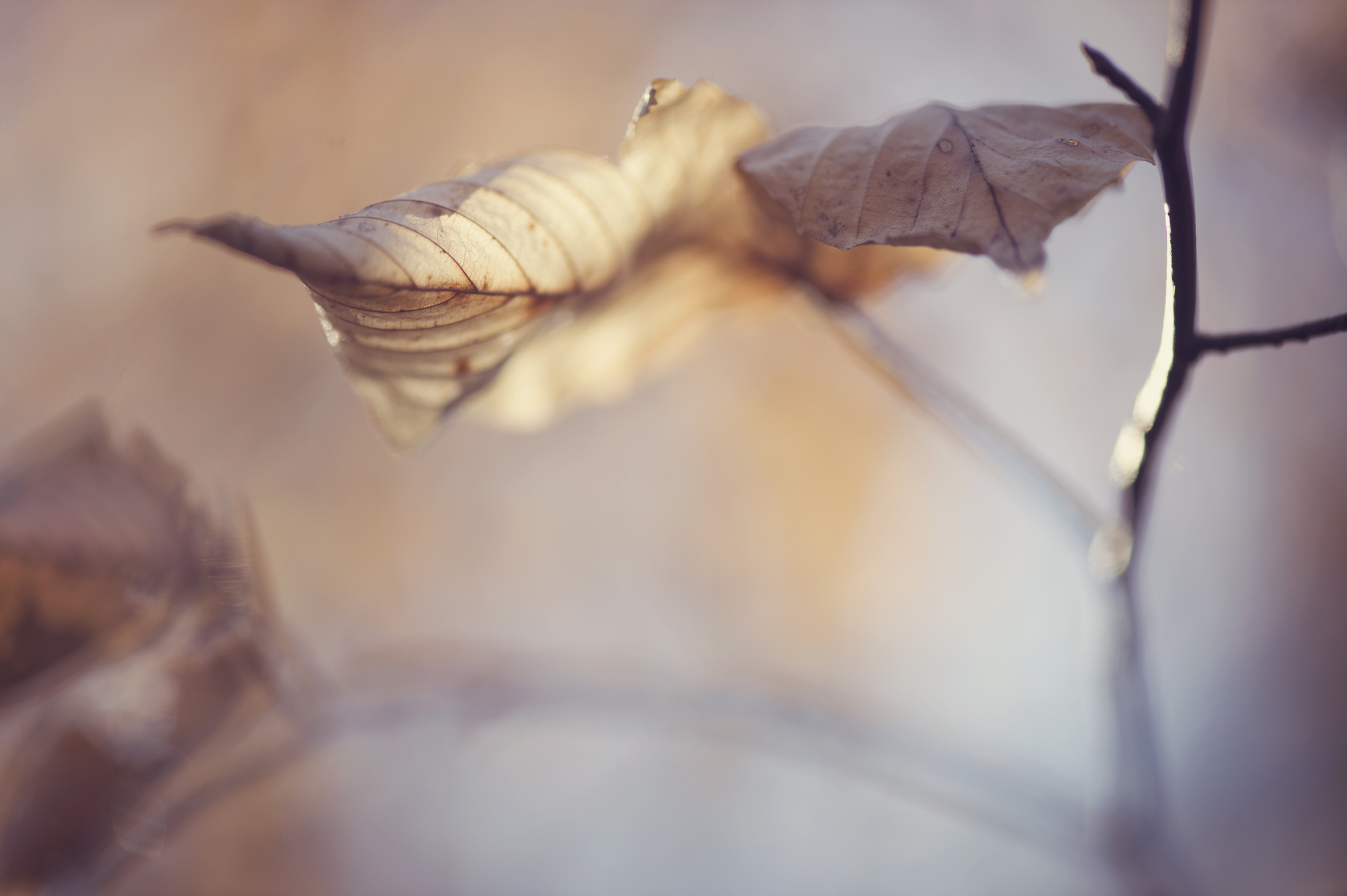 Free download wallpaper Nature, Macro, Blur, Leaf, Fall, Branch, Earth on your PC desktop