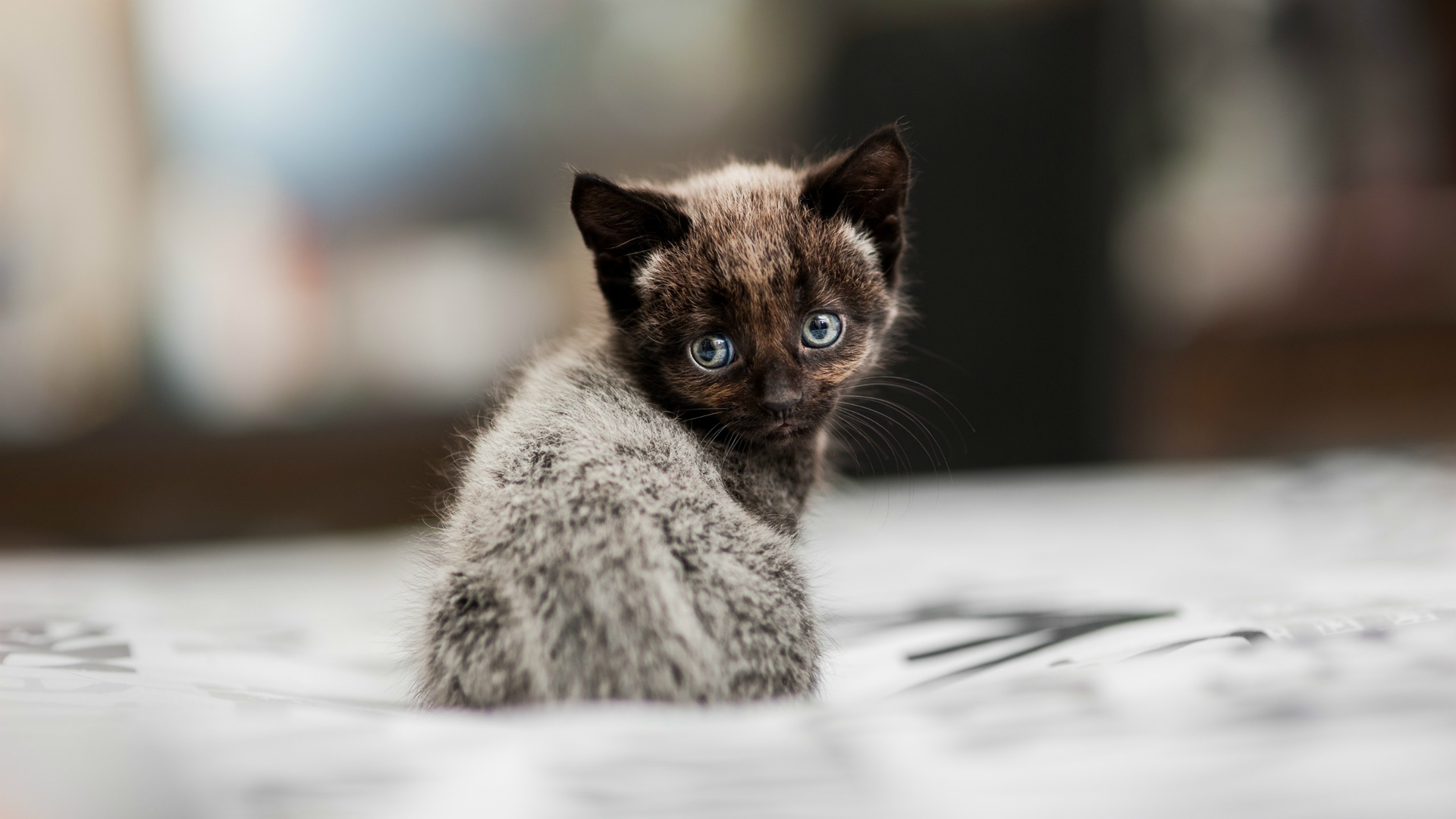 Téléchargez gratuitement l'image Animaux, Chats, Chat, Chaton, Bébé Animal sur le bureau de votre PC