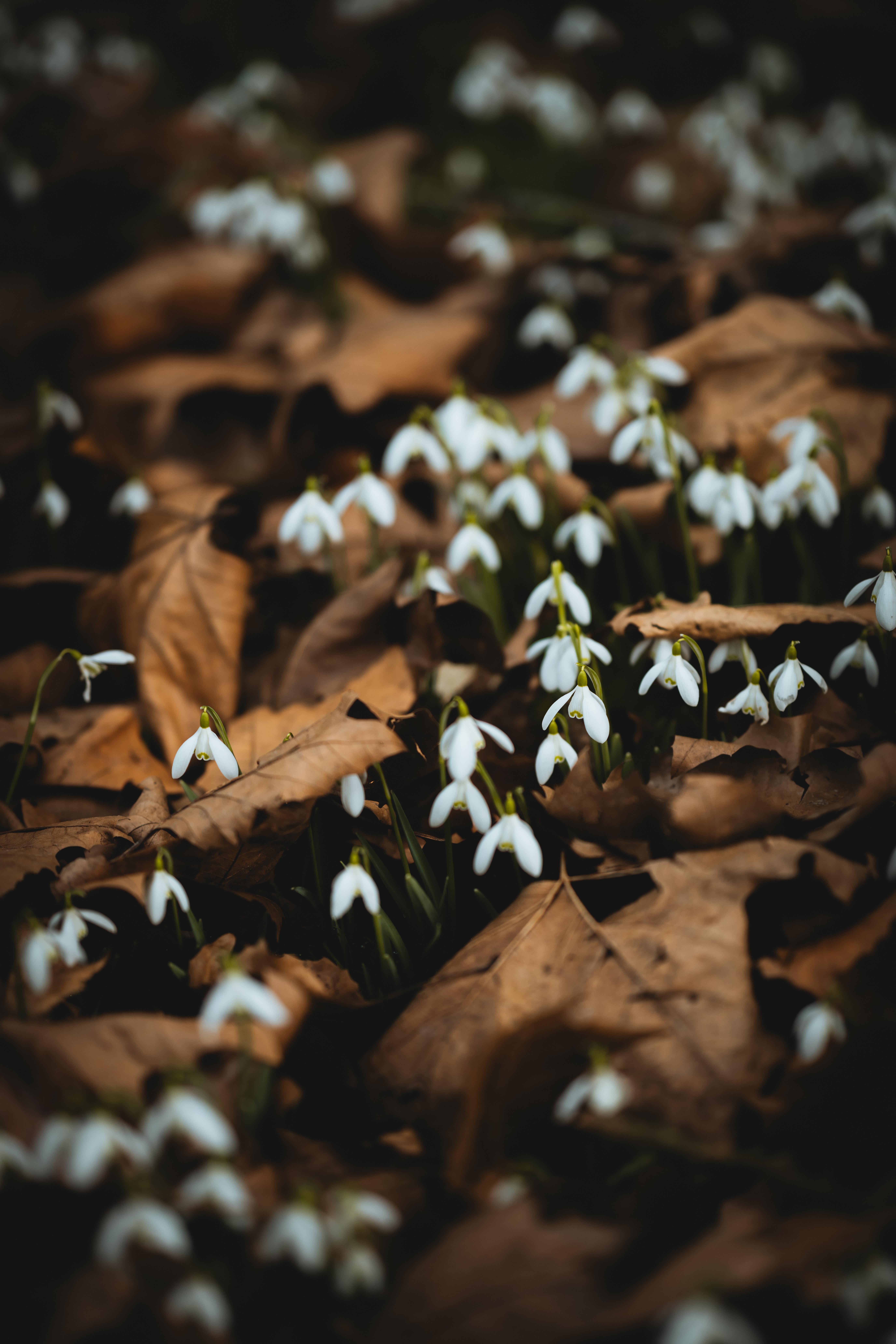 Laden Sie das Blätter, Schneeglöckchen, Blumen, Frühling-Bild kostenlos auf Ihren PC-Desktop herunter