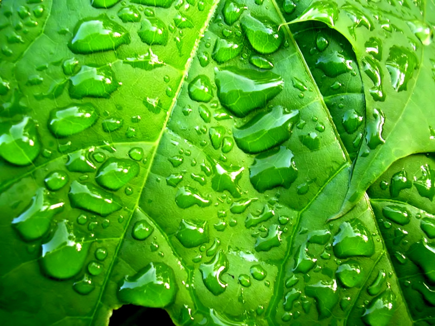 Free download wallpaper Leaves, Drops, Background on your PC desktop