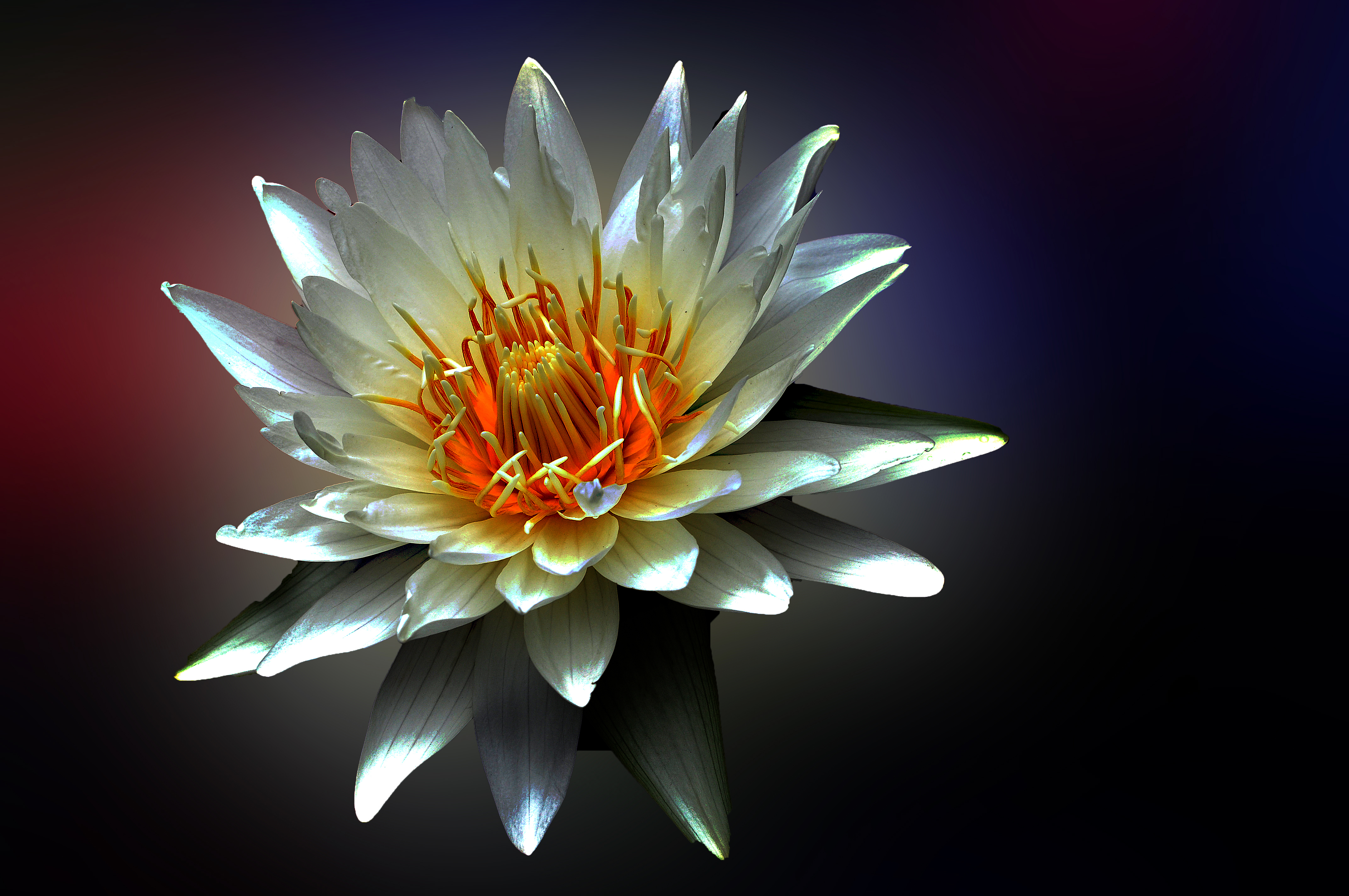 Download mobile wallpaper Water Lily, Close Up, Flowers, Earth for free.