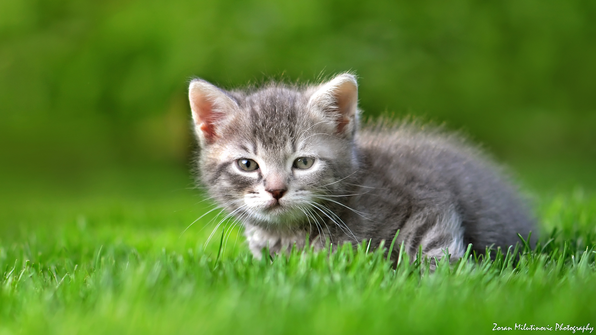 Baixe gratuitamente a imagem Animais, Gatos, Gato na área de trabalho do seu PC