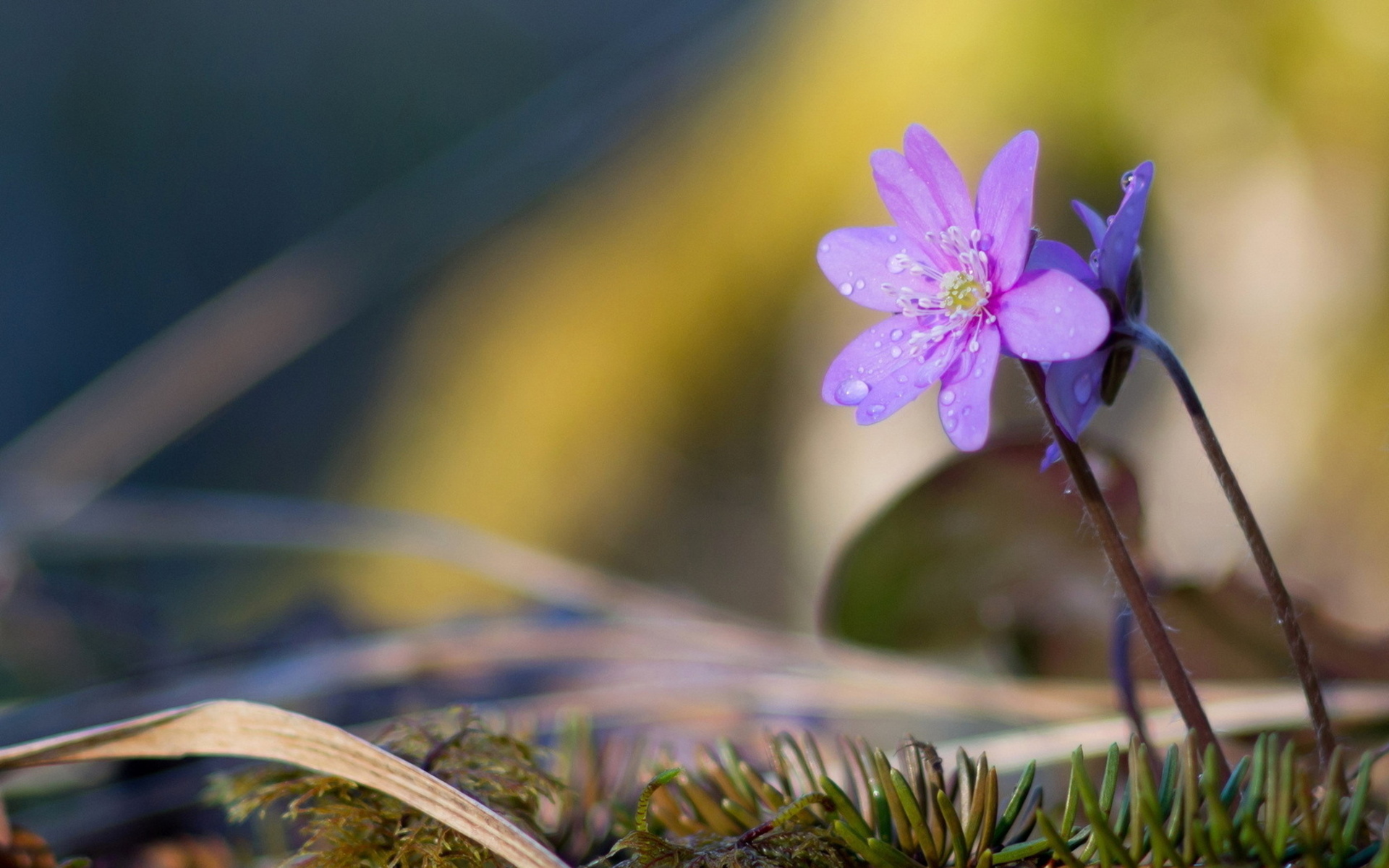 Téléchargez gratuitement l'image Fleurs, Fleur, Terre/nature sur le bureau de votre PC