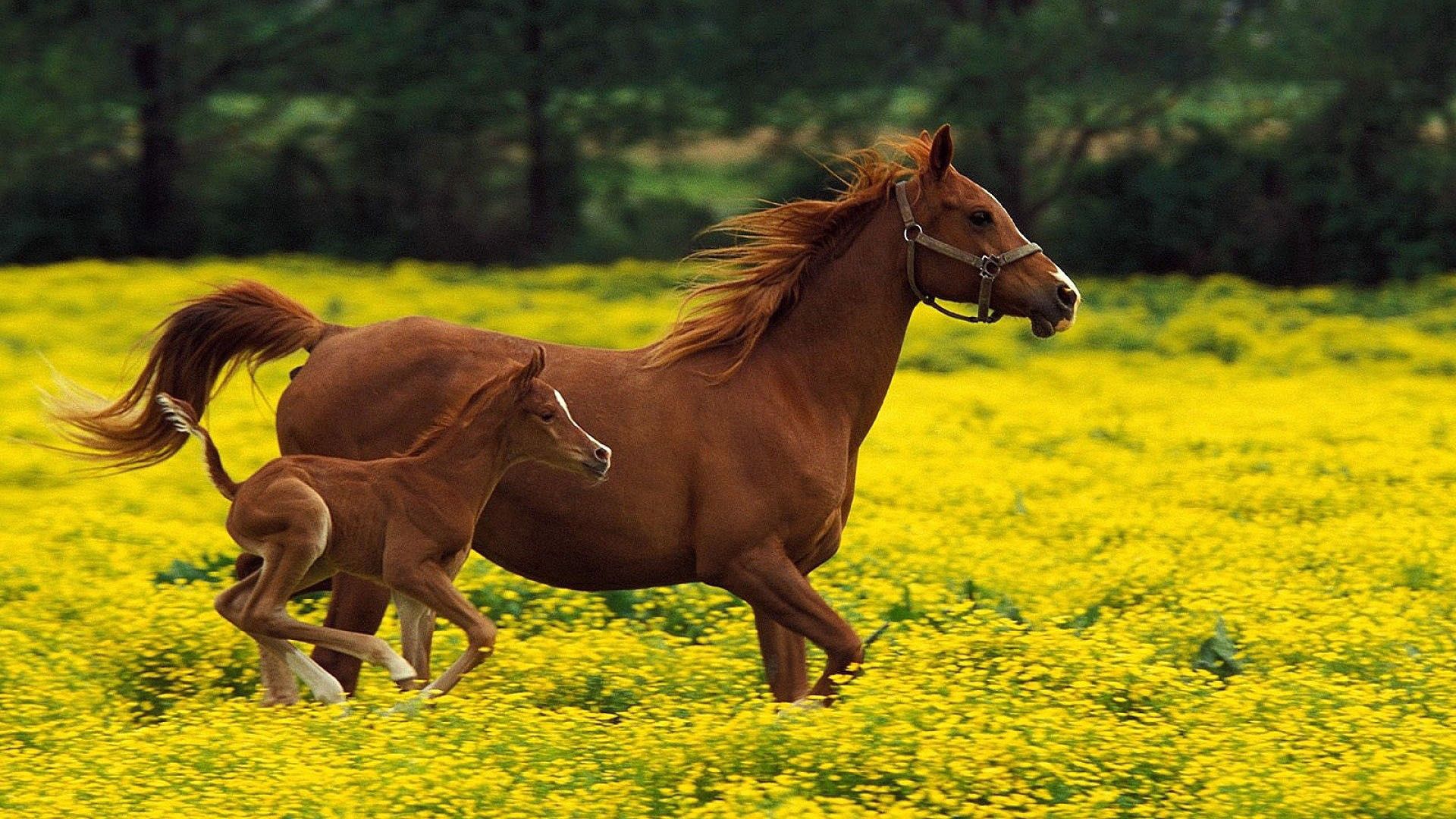 horse, animals, grass, flight, family, bounce, jump, run, running, stallion