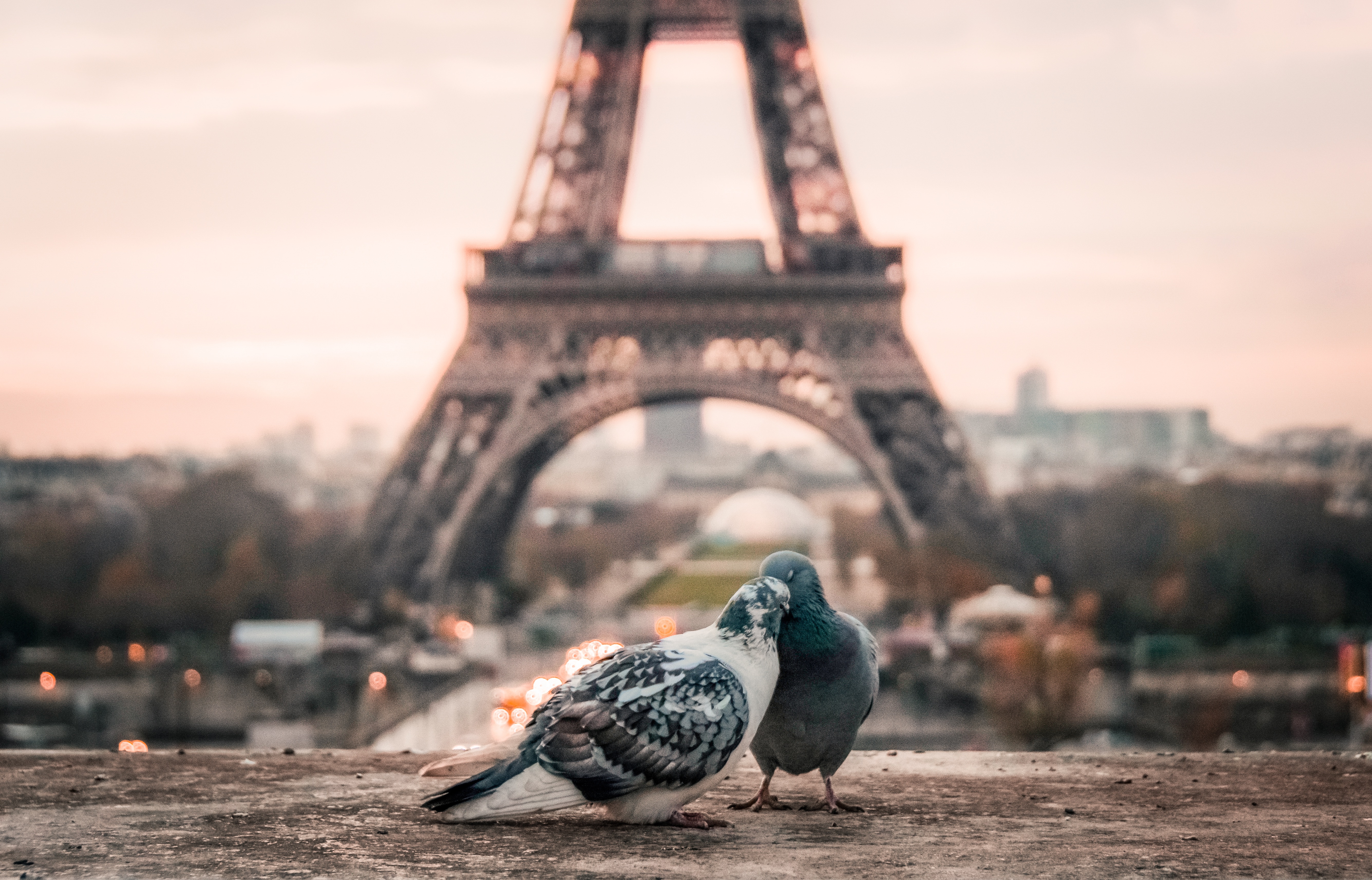 pigeons, eiffel tower, animals, pair, couple