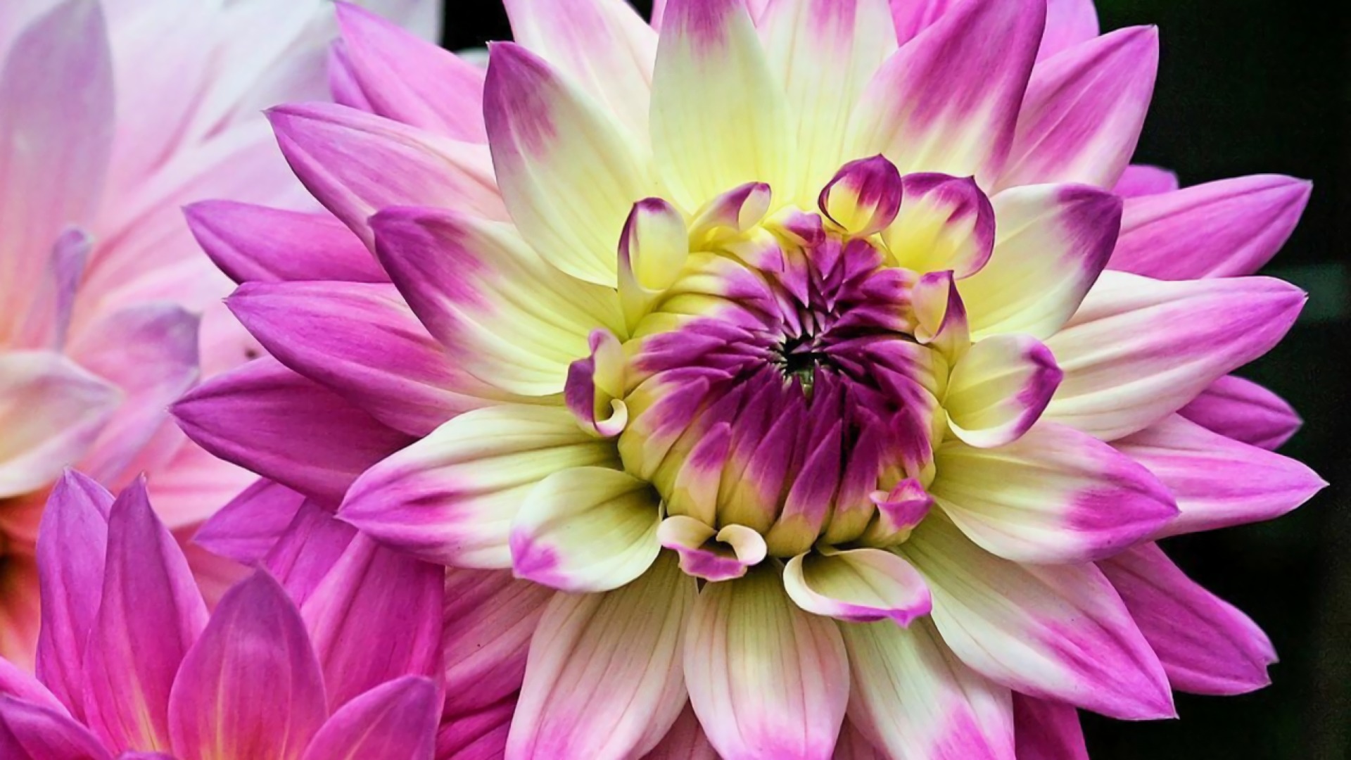 Descarga gratis la imagen Flores, Flor, Dalia, Tierra/naturaleza en el escritorio de tu PC