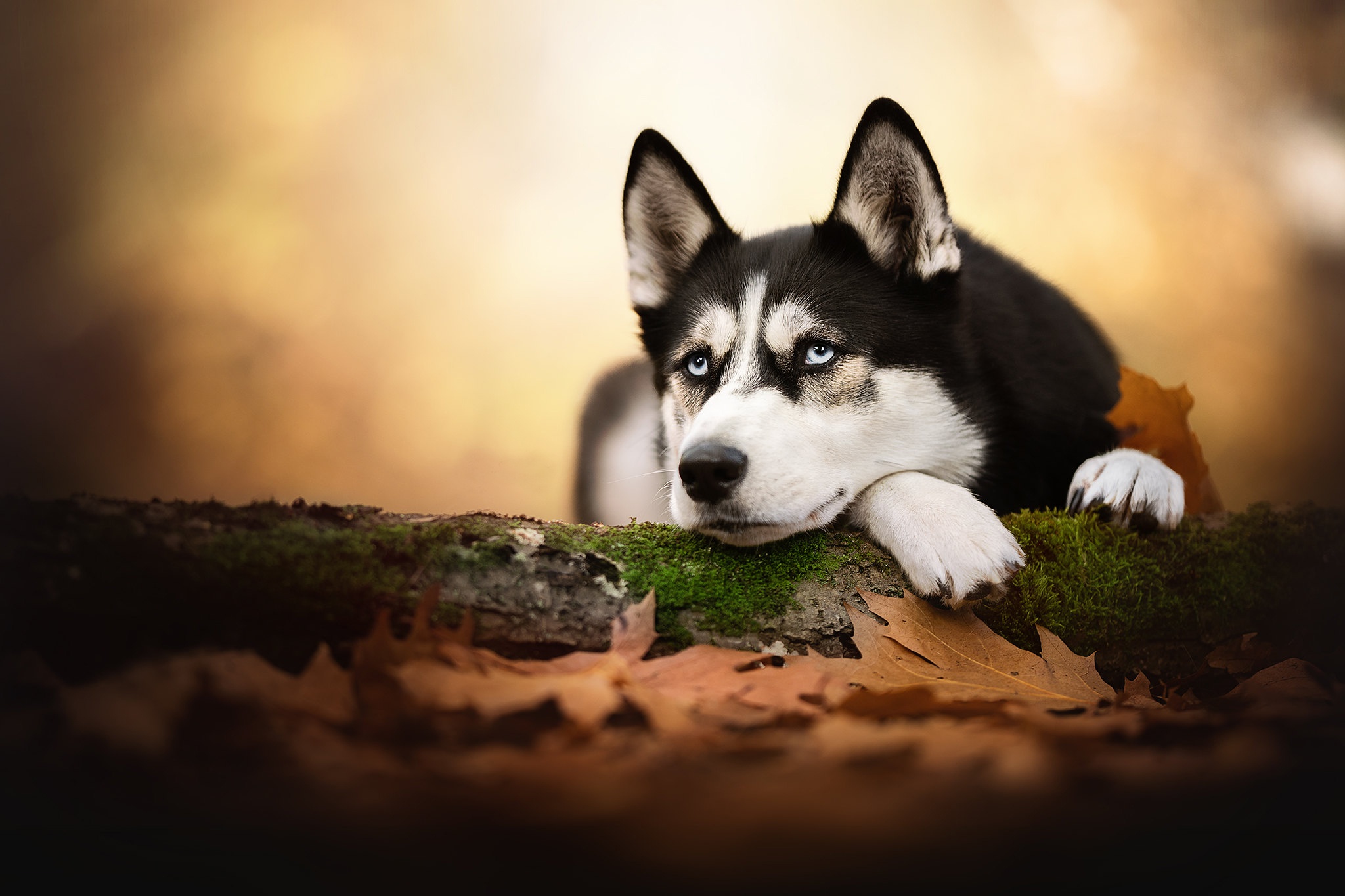 Download mobile wallpaper Dogs, Dog, Leaf, Animal, Husky for free.