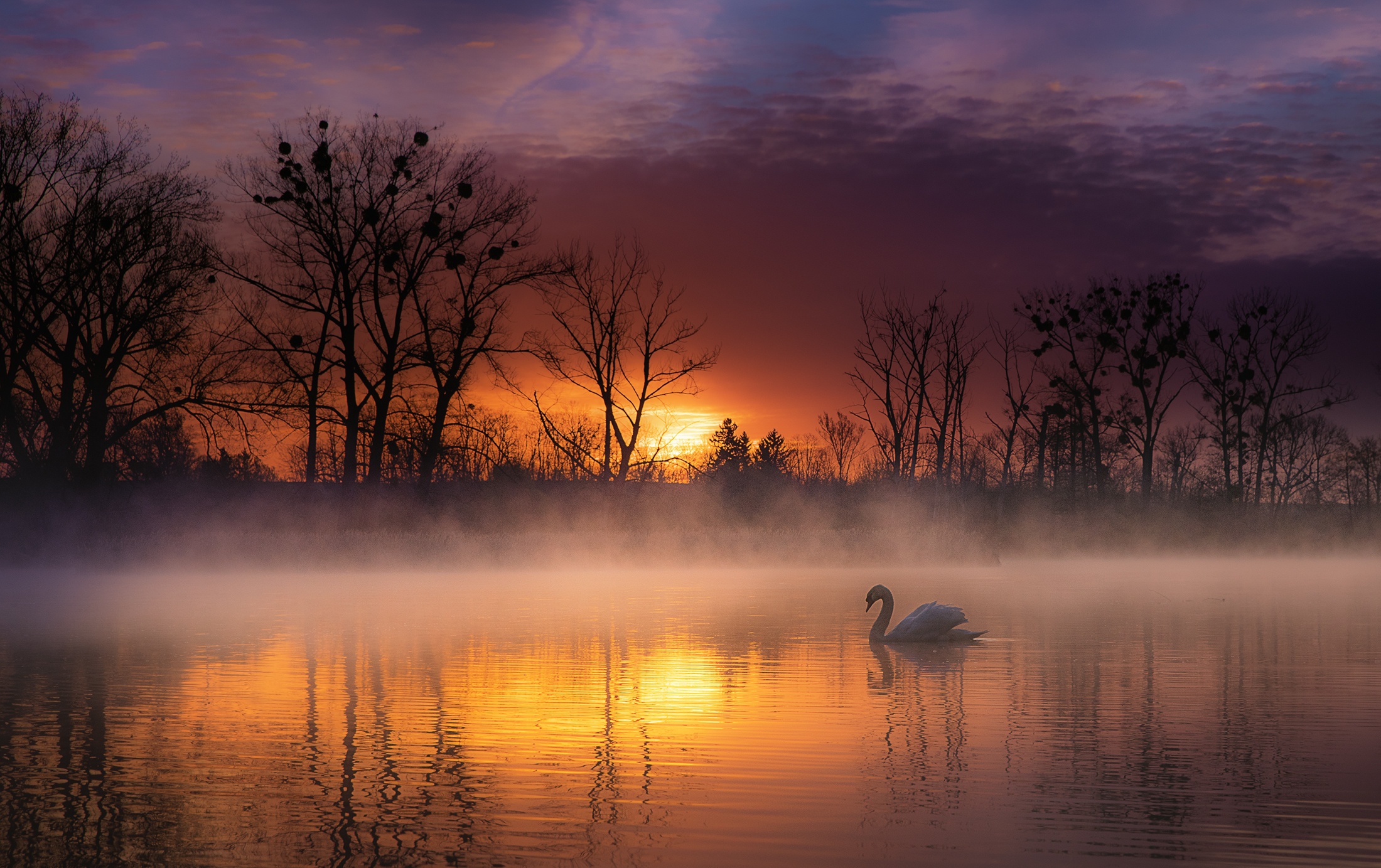 Free download wallpaper Birds, Sunset, Lake, Bird, Fog, Animal, Swan, Mute Swan on your PC desktop