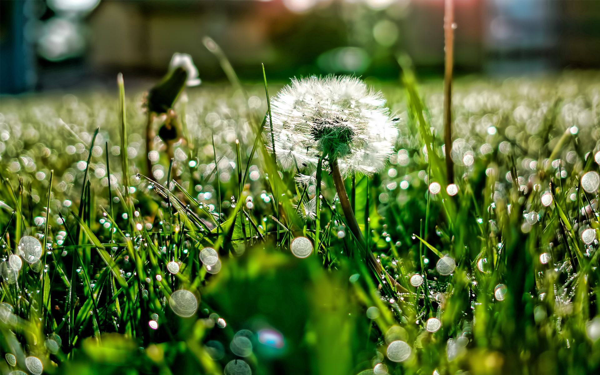 Laden Sie das Grass, Drops, Makro, Scheinen, Licht, Tau, Löwenzahn-Bild kostenlos auf Ihren PC-Desktop herunter