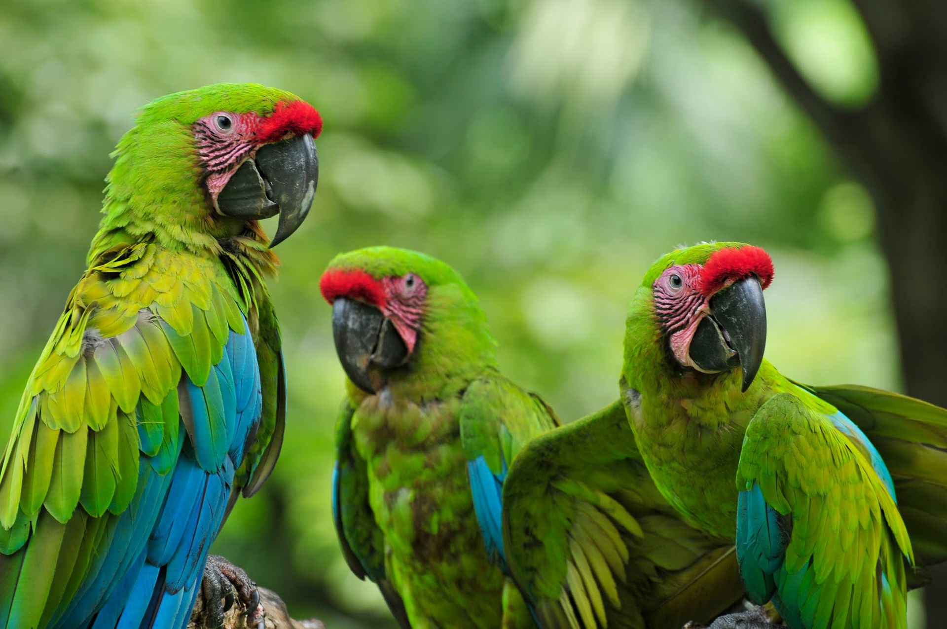 animal, military macaw, bird, green, birds